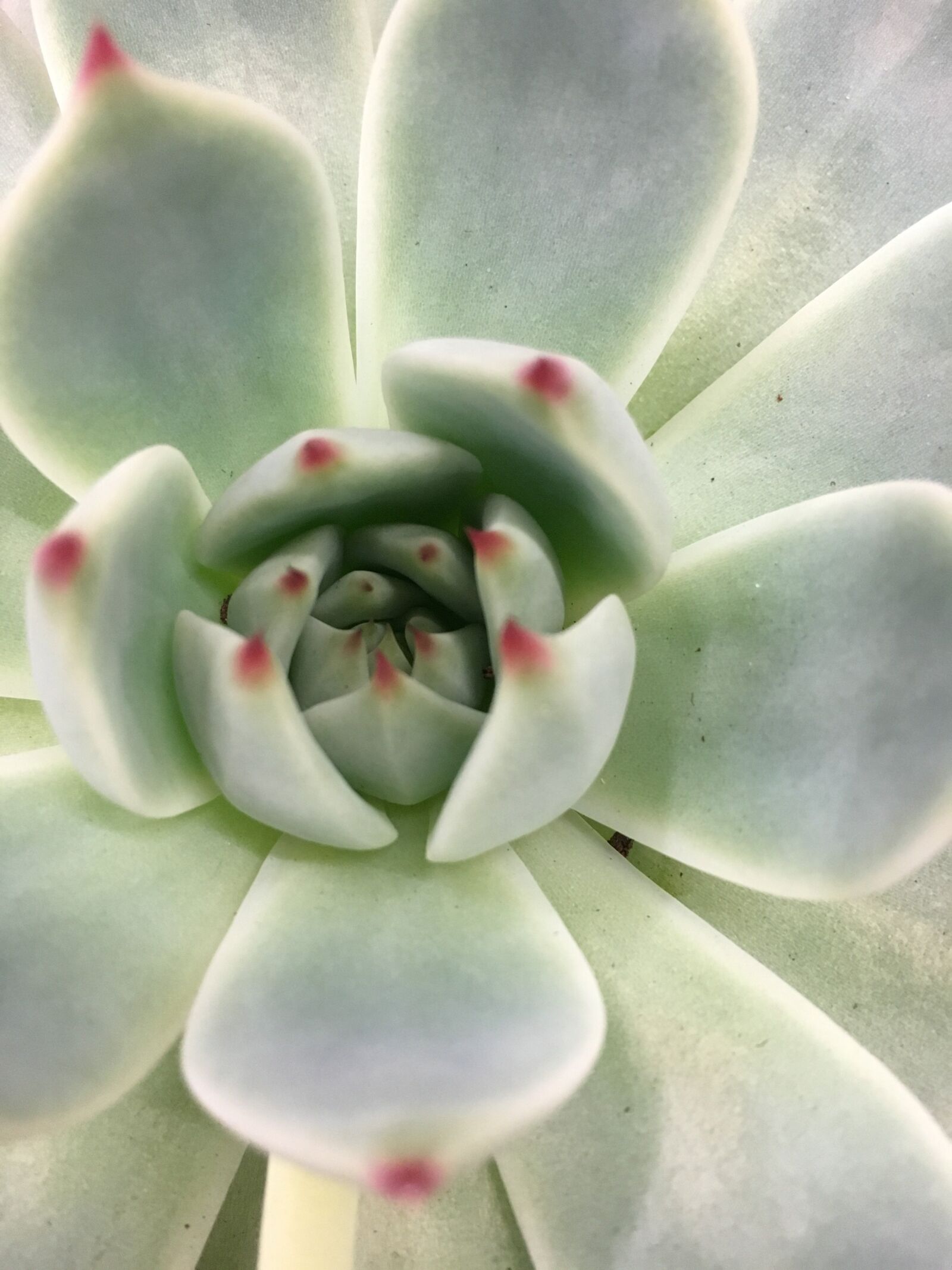 Apple iPhone 6s sample photo. Plant, succulent, cactus photography