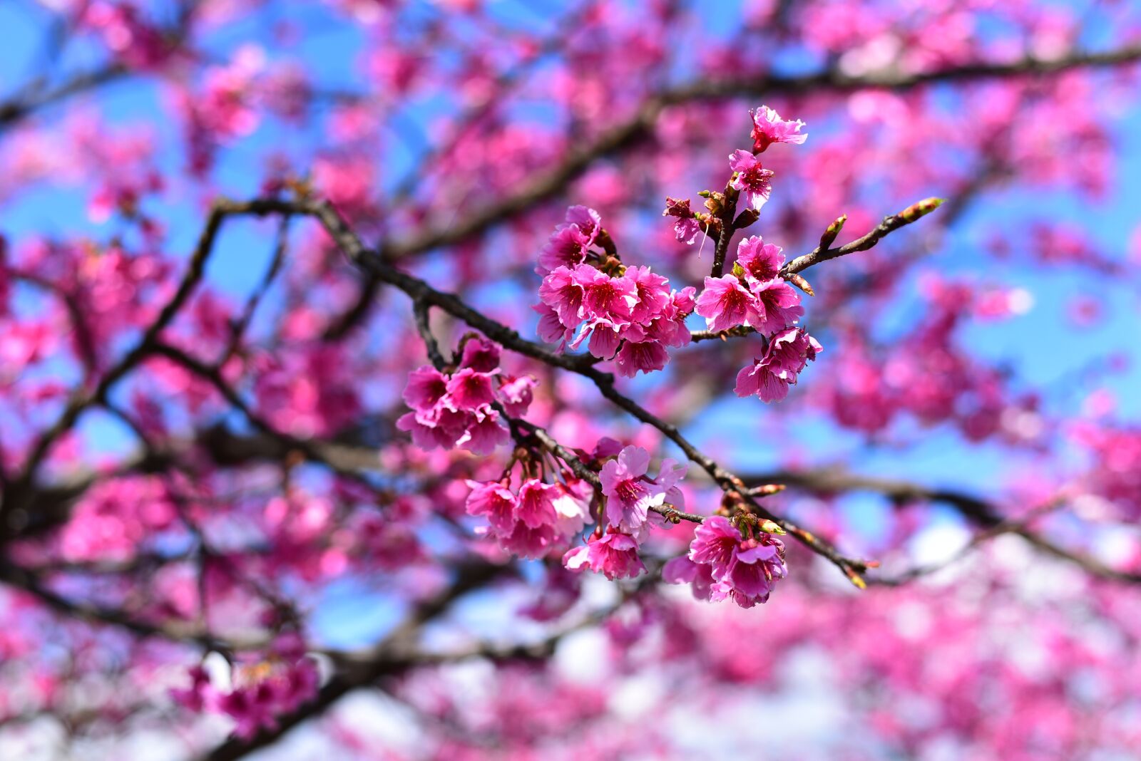 Nikon D750 sample photo. Plant, flower, cherry blossom photography