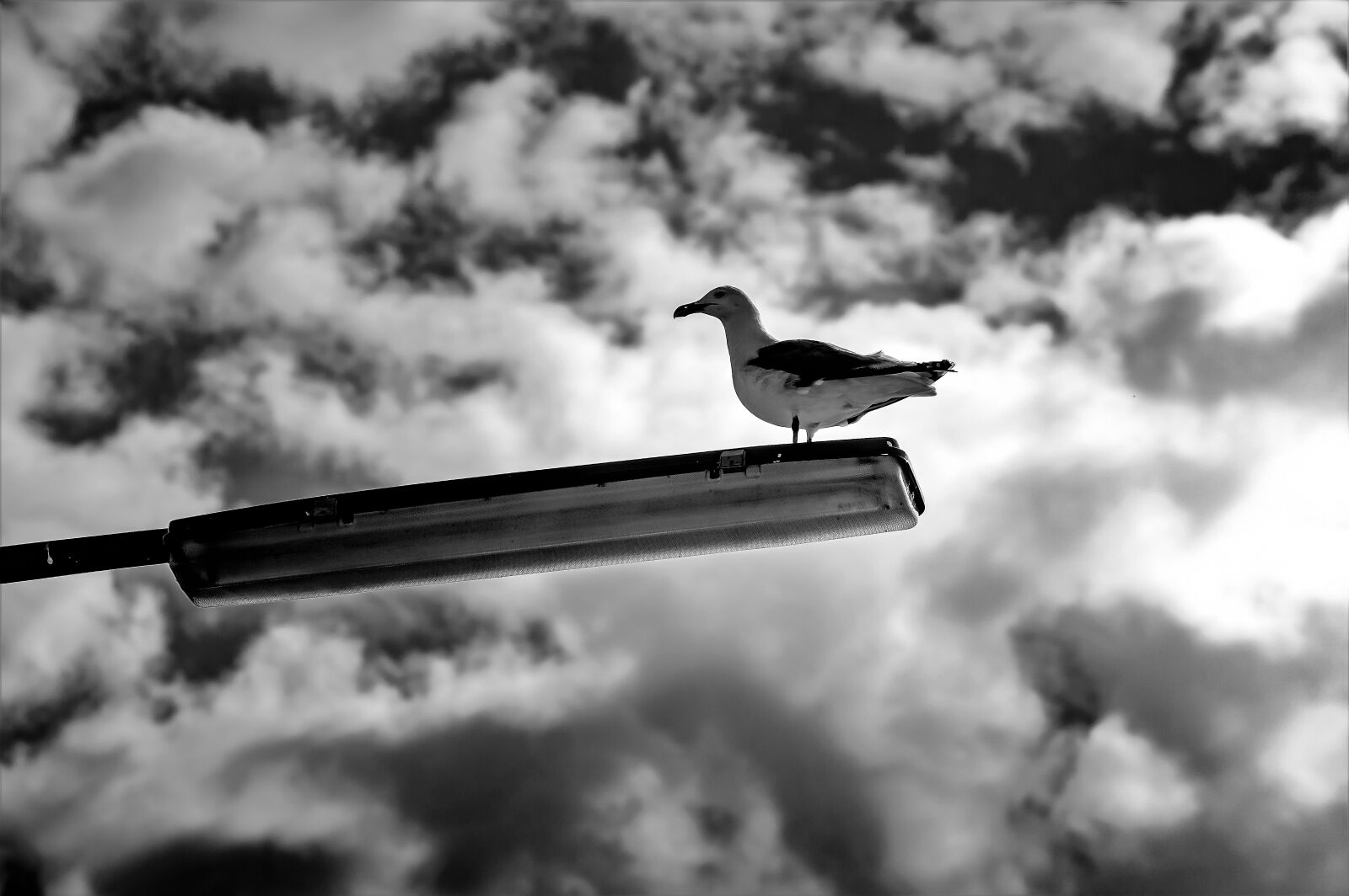 Nikon D3200 sample photo. Seagull, lamp, sky photography