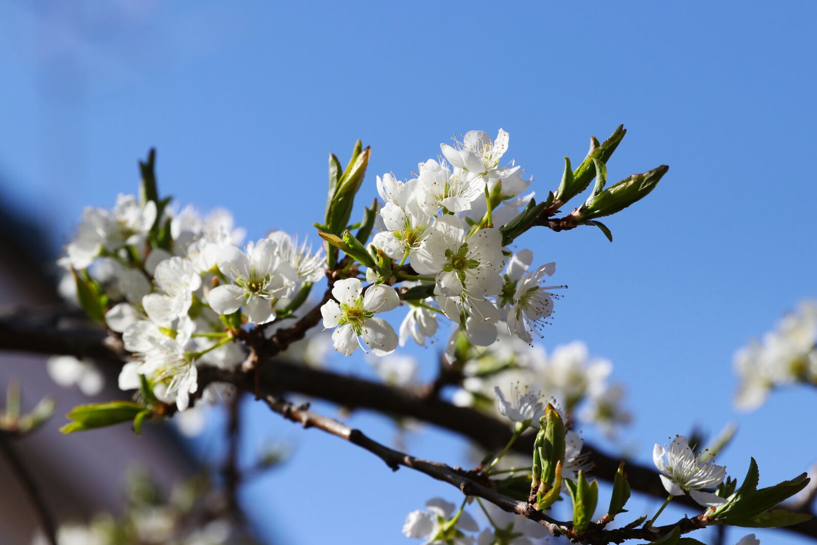 Canon EF 24-70mm F2.8L II USM sample photo. Spring, pear flower, spring photography