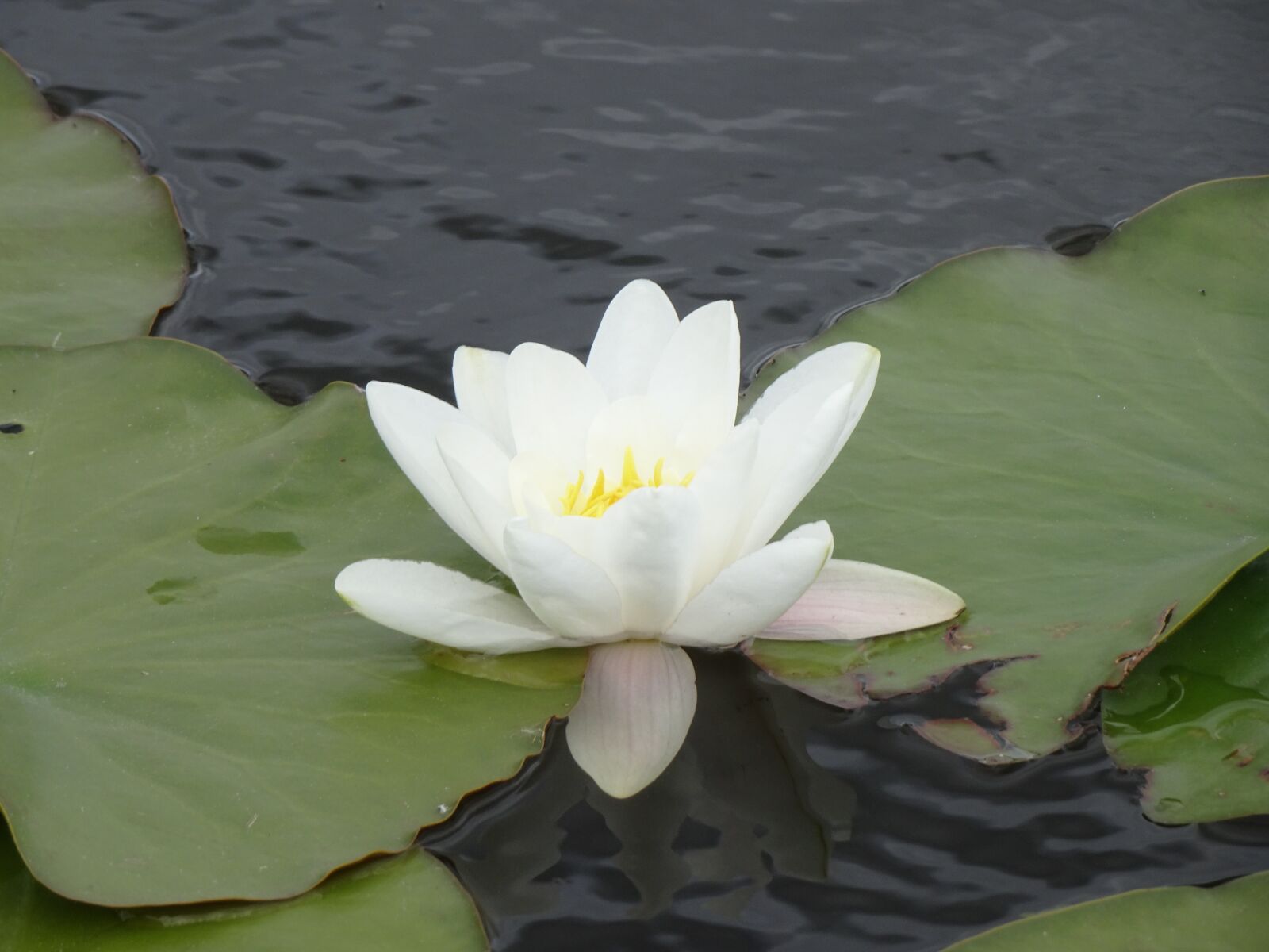 Sony Cyber-shot DSC-WX500 sample photo. Water lily, white water photography