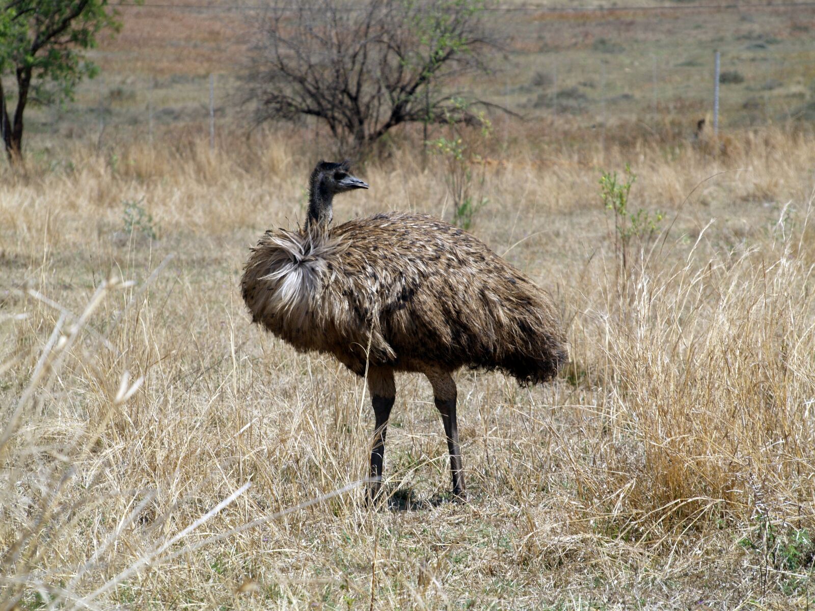 Olympus E-400 (EVOLT E-400) sample photo. Emu bird, mpumalanga, south photography