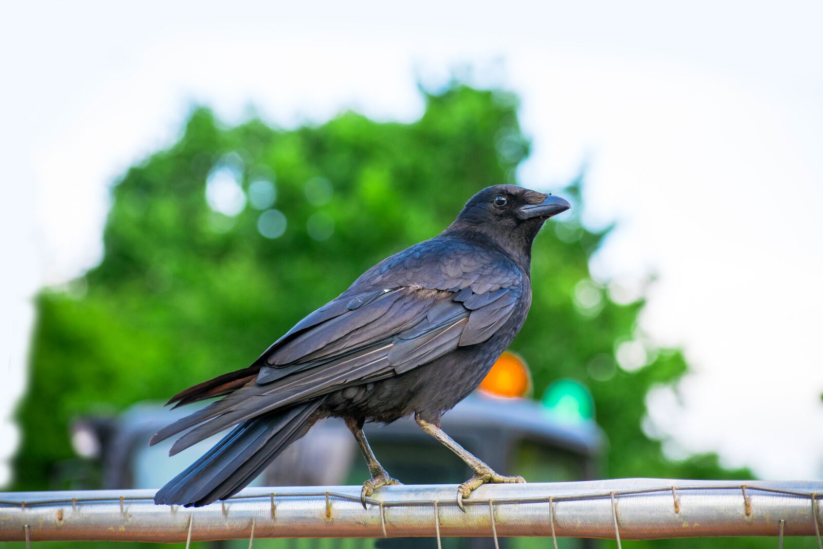 Nikon D3300 sample photo. Animal, beak, beautiful photography