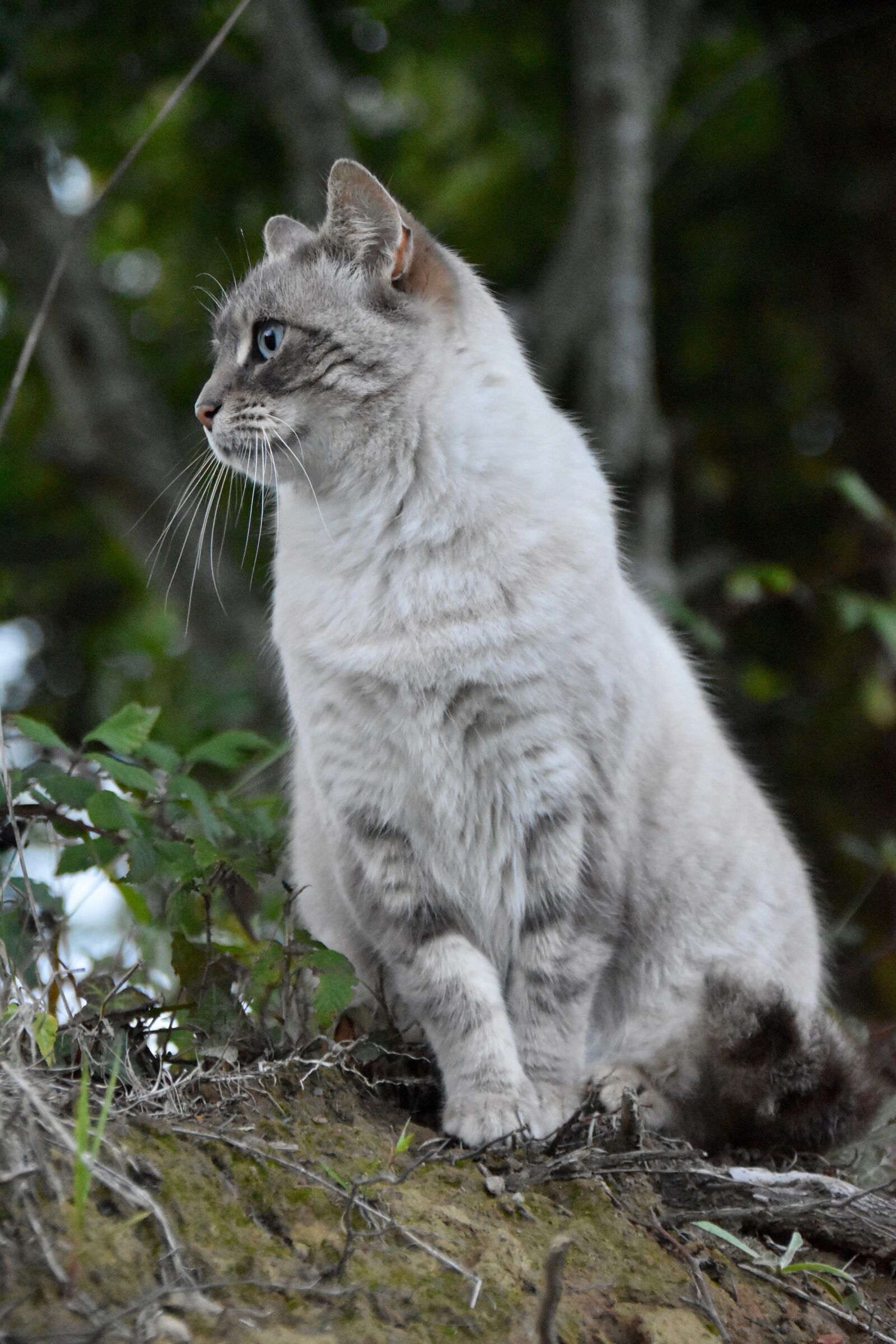 Nikon D5600 sample photo. Cat, alley cat, european photography