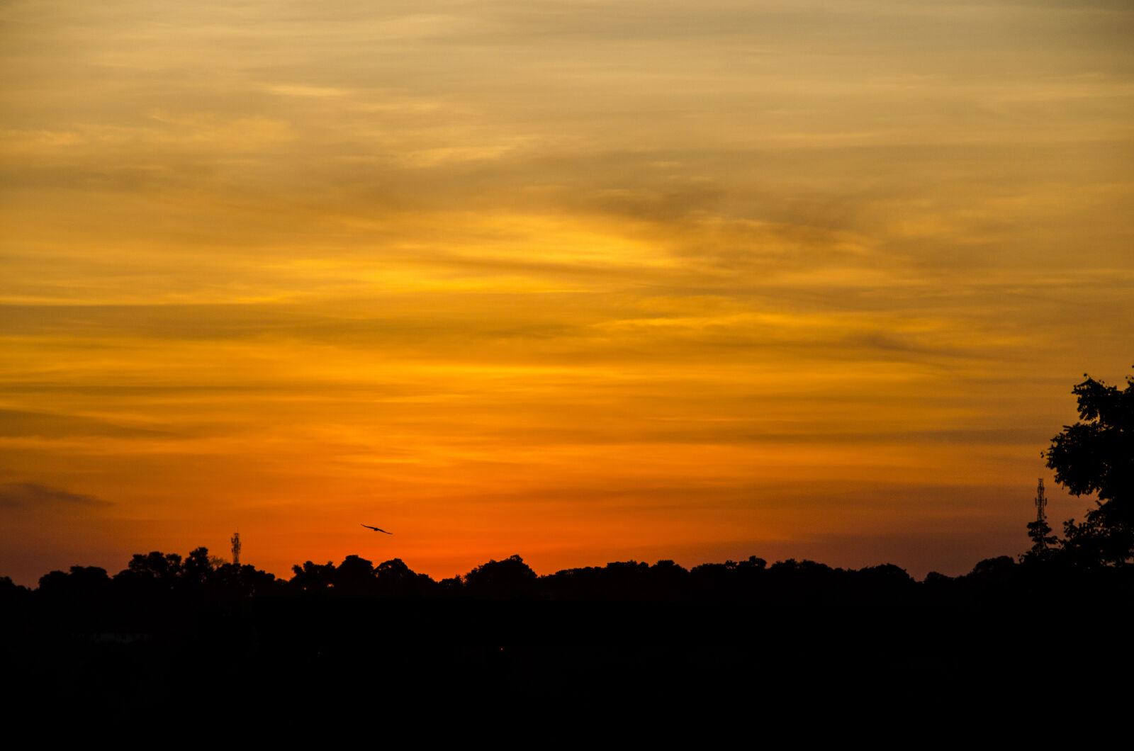 Nikon D5100 sample photo. Silhouette, of, trees, under photography