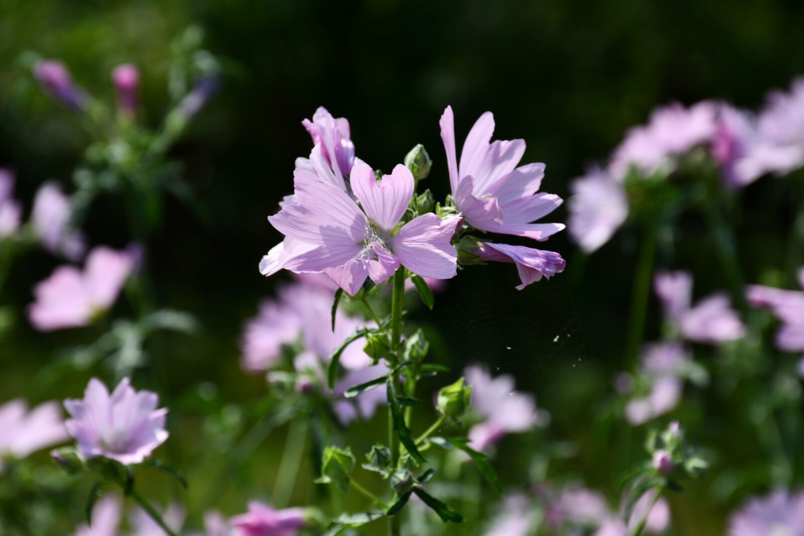 Nikon D7500 sample photo. Flowers, nature, plant photography