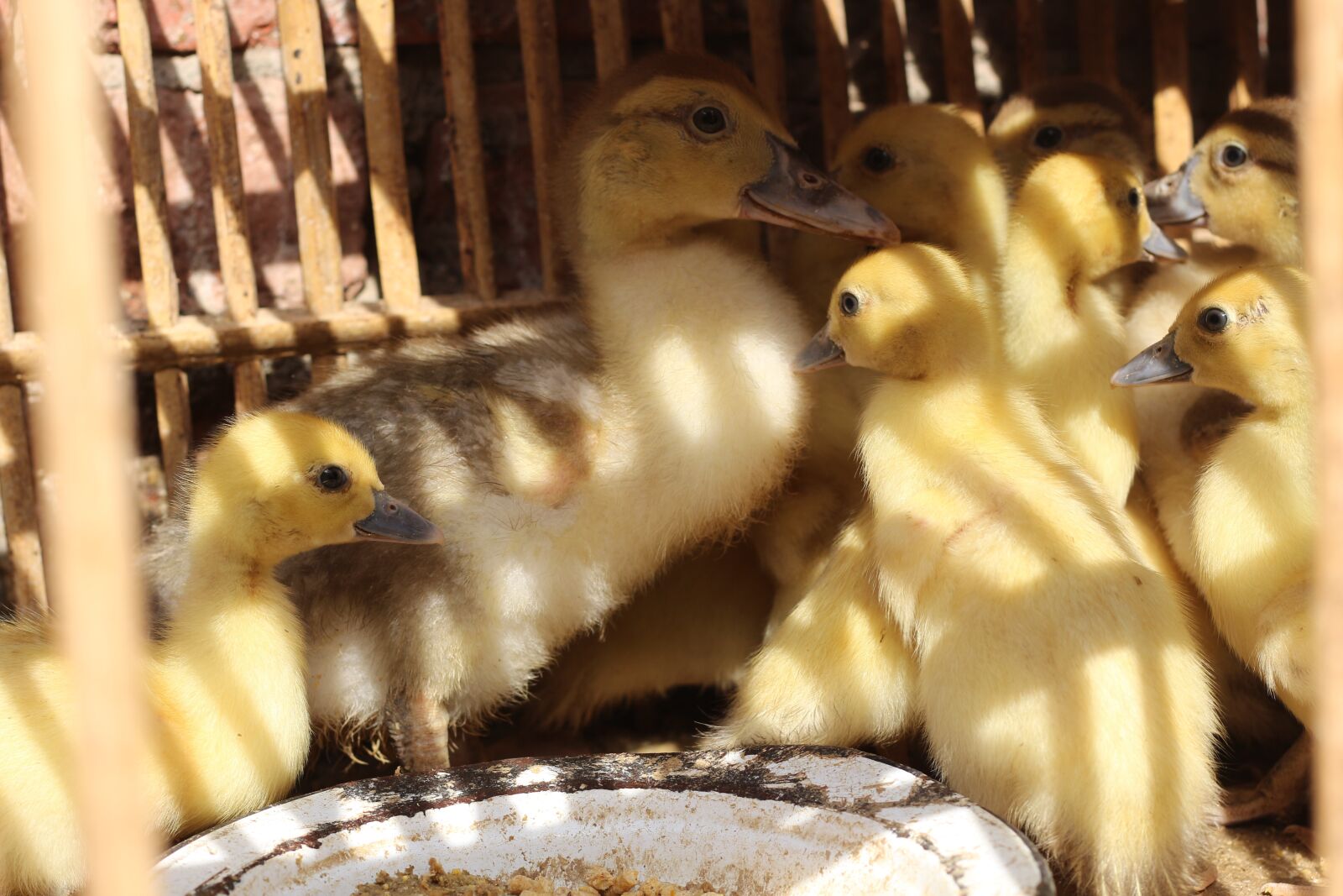 Canon EOS 700D (EOS Rebel T5i / EOS Kiss X7i) + Canon EF 50mm F1.8 STM sample photo. Ducks, birds, animal photography