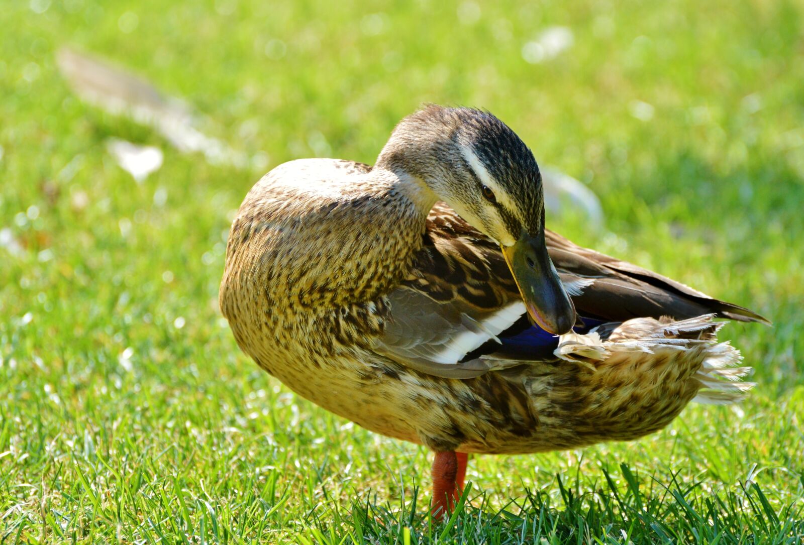 Nikon D3200 sample photo. Ducks, waterfowl, mallard photography