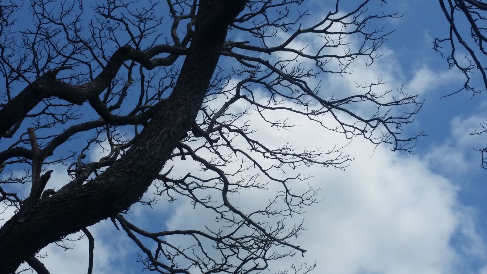 Samsung Galaxy S5 sample photo. Blue, sky, clouds, tree photography