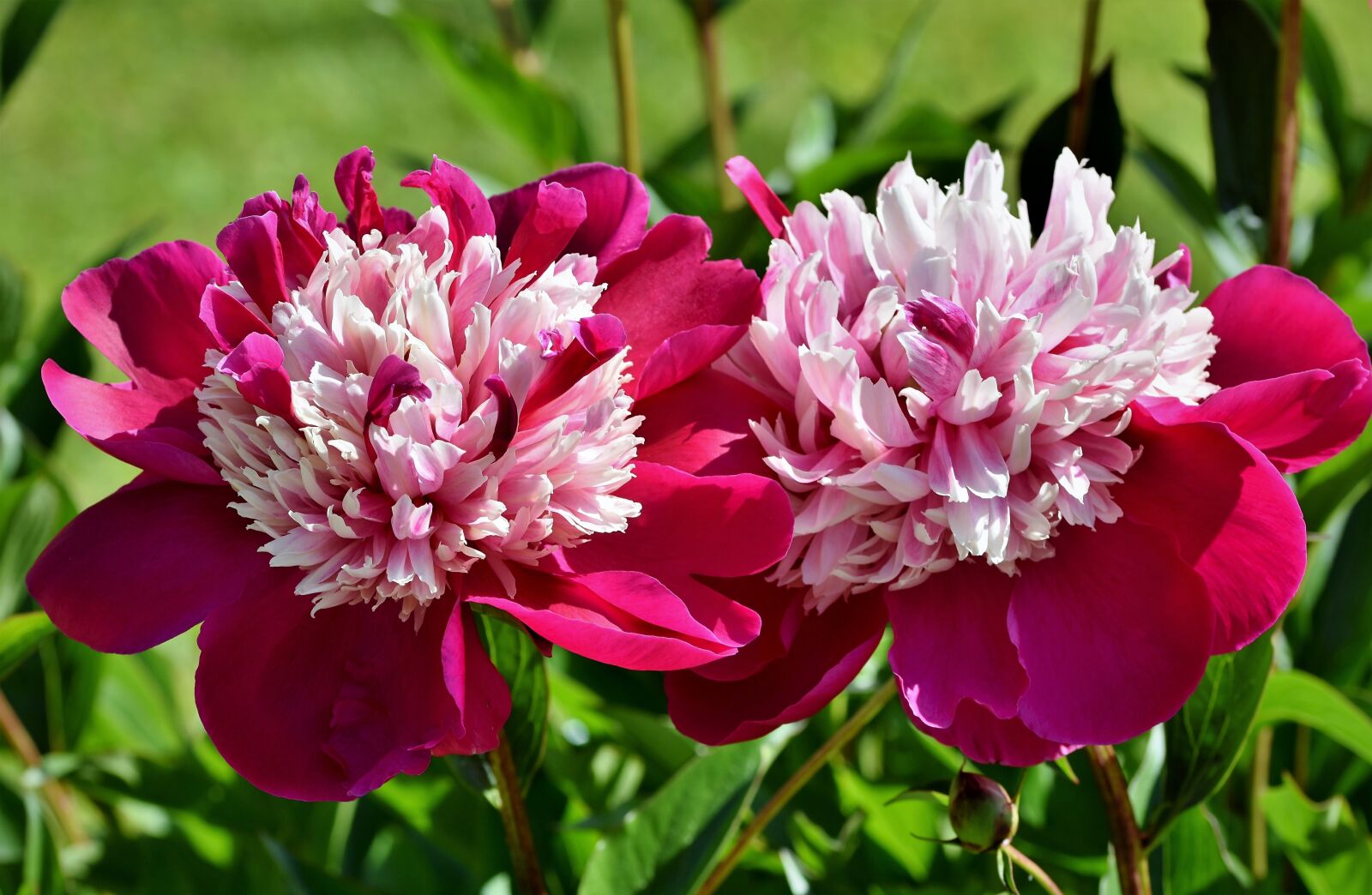 Nikon D7200 sample photo. Peony, rose, bud photography