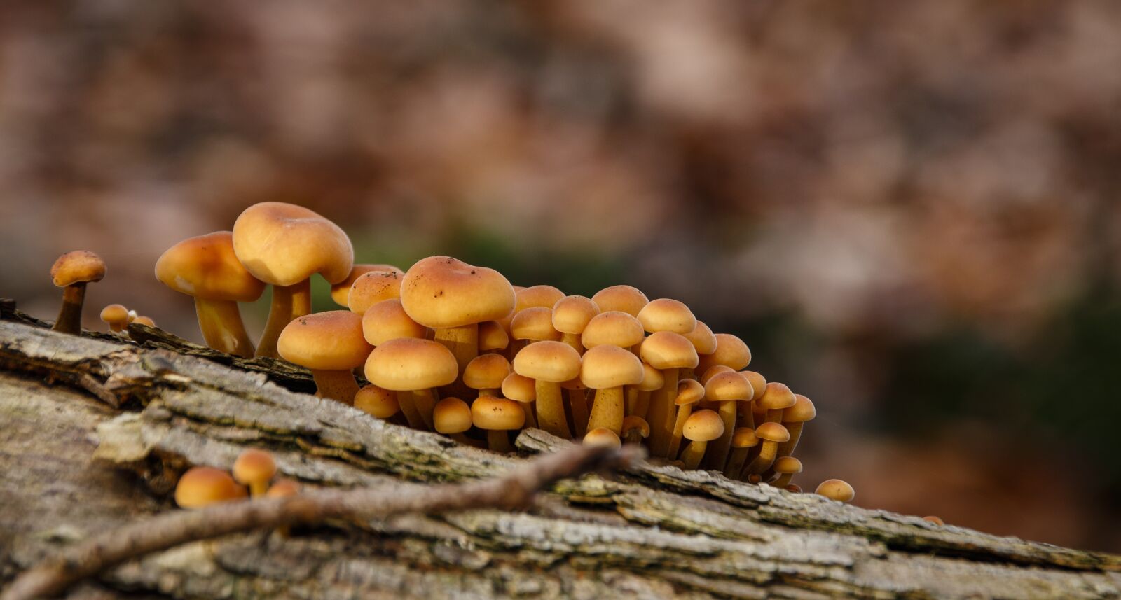 Canon EOS 80D sample photo. Mushrooms, forest, tree photography