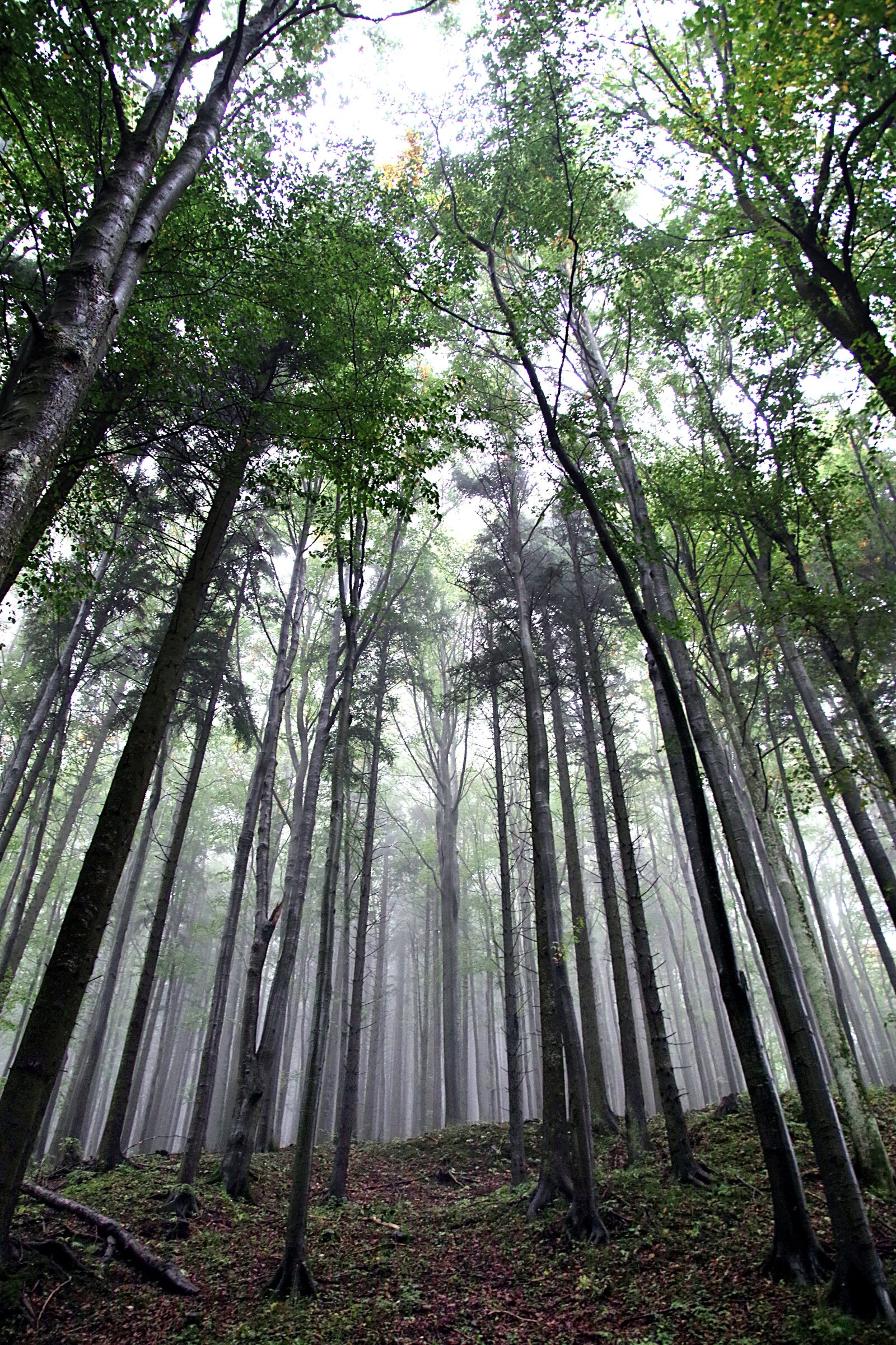 Pentax K-S2 sample photo. Forest, the fog, tree photography