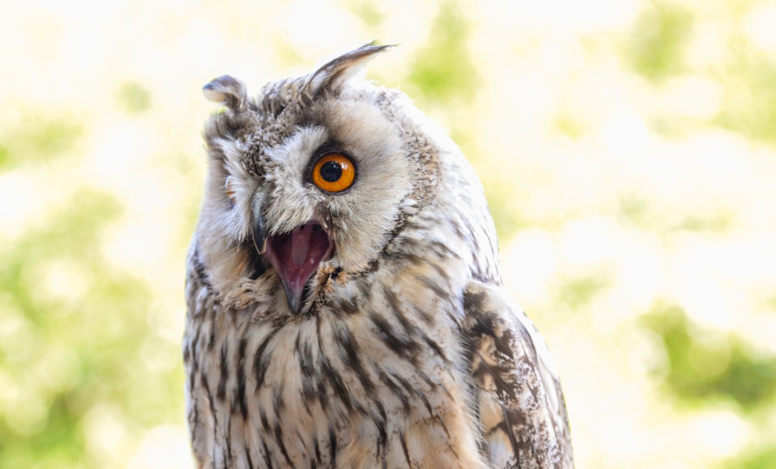 Nikon D610 sample photo. Owl, squeek, bird photography