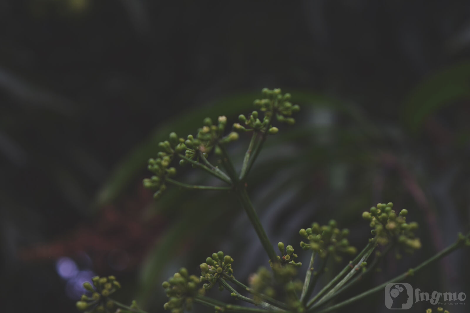 Nikon D3300 sample photo. Nature photography