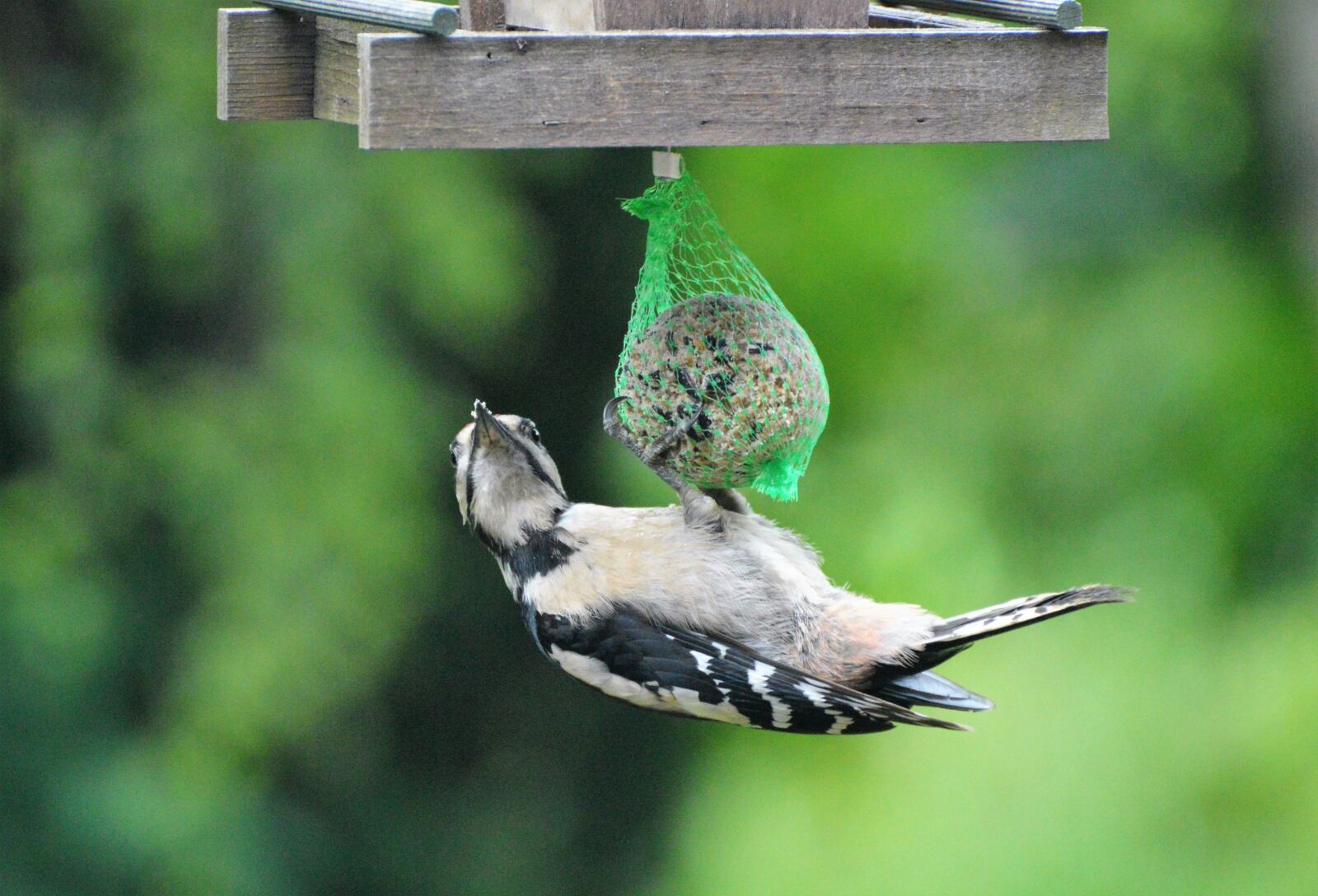 Nikon D3200 sample photo. Woodpecker, great spotted woodpecker photography