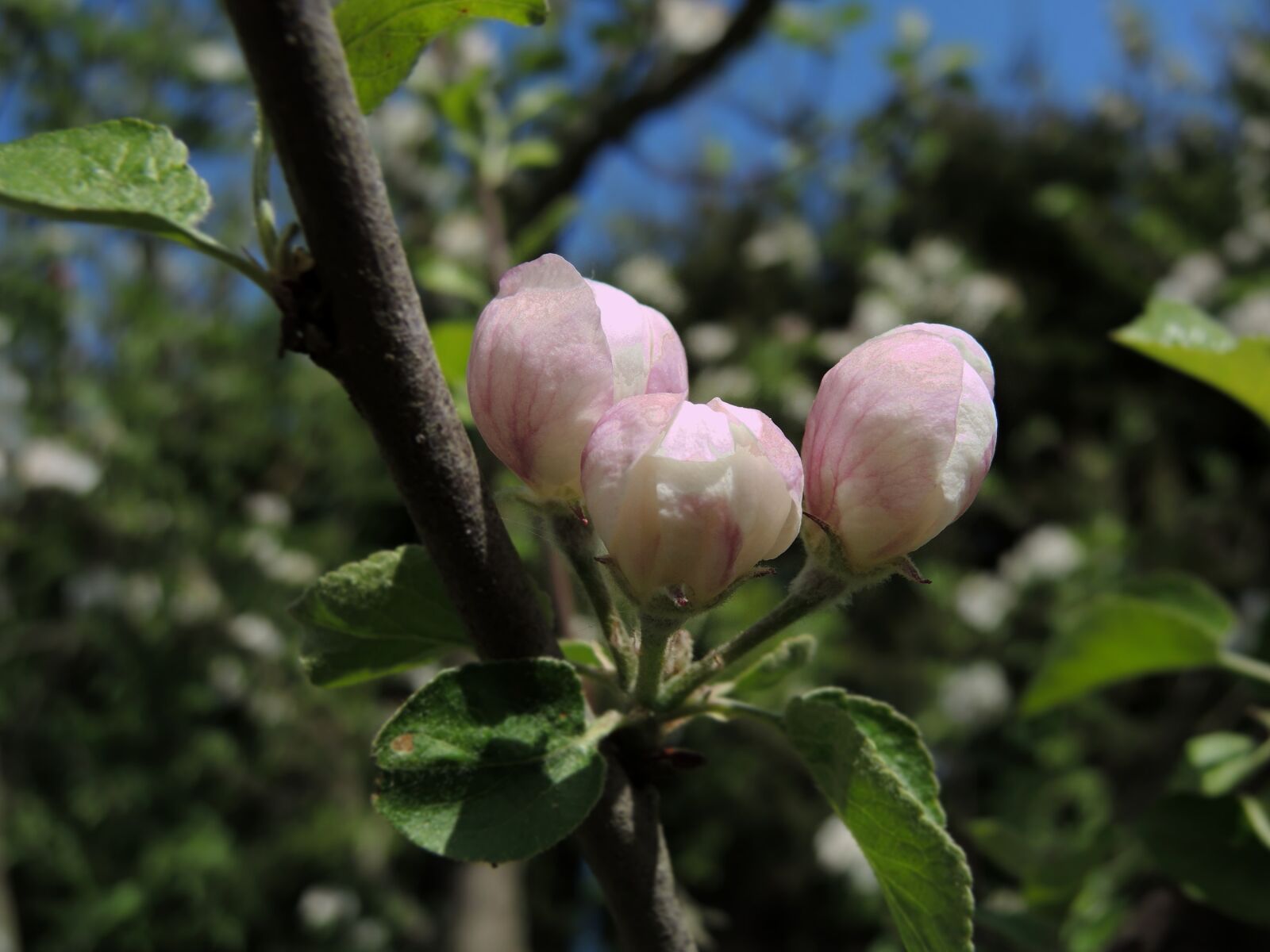 Nikon Coolpix P7800 sample photo. Flower, apple tree, bud photography