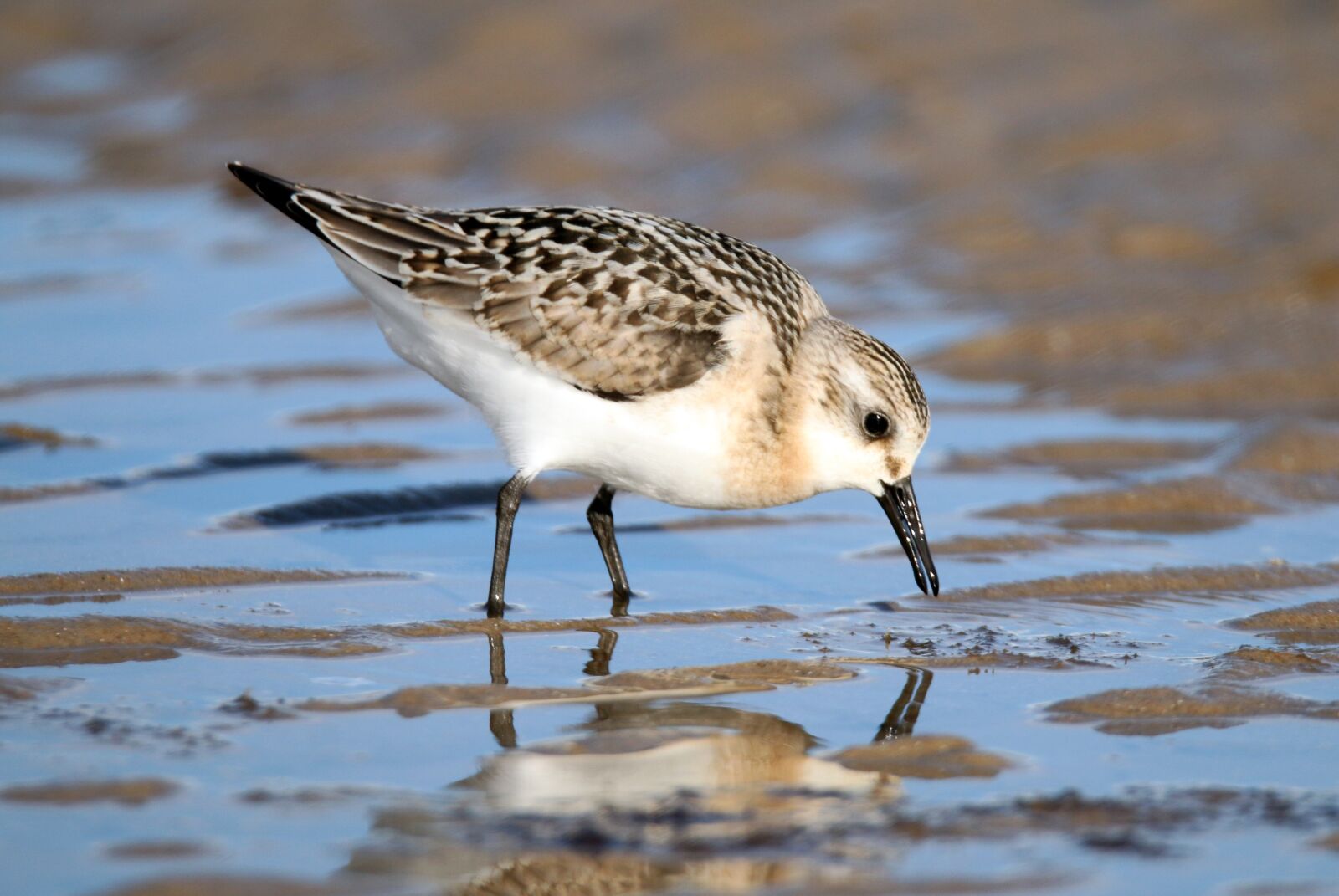 Canon EOS 70D sample photo. Sanderling, bird, beach photography