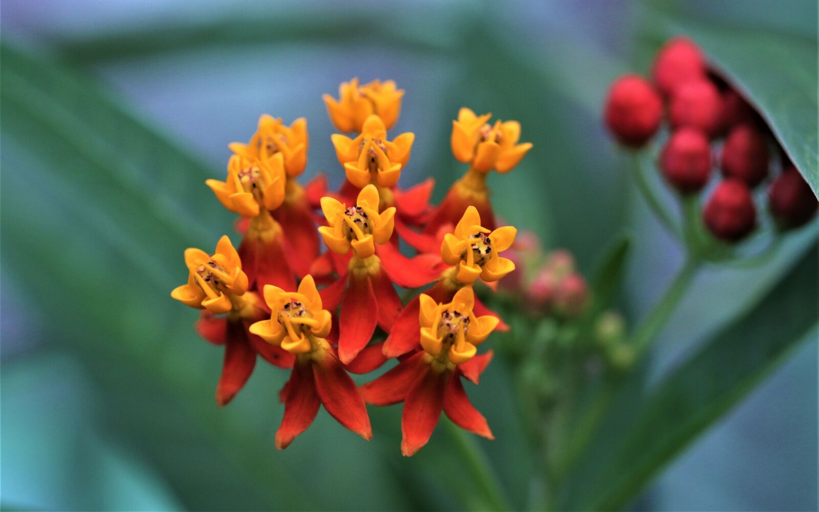 Canon EOS 7D Mark II sample photo. Buds, flowers, nature photography