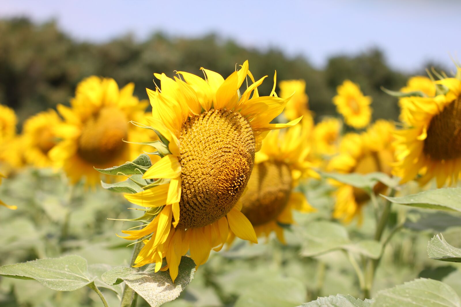 Canon EOS 550D (EOS Rebel T2i / EOS Kiss X4) sample photo. Sunflower, flower, bloom photography