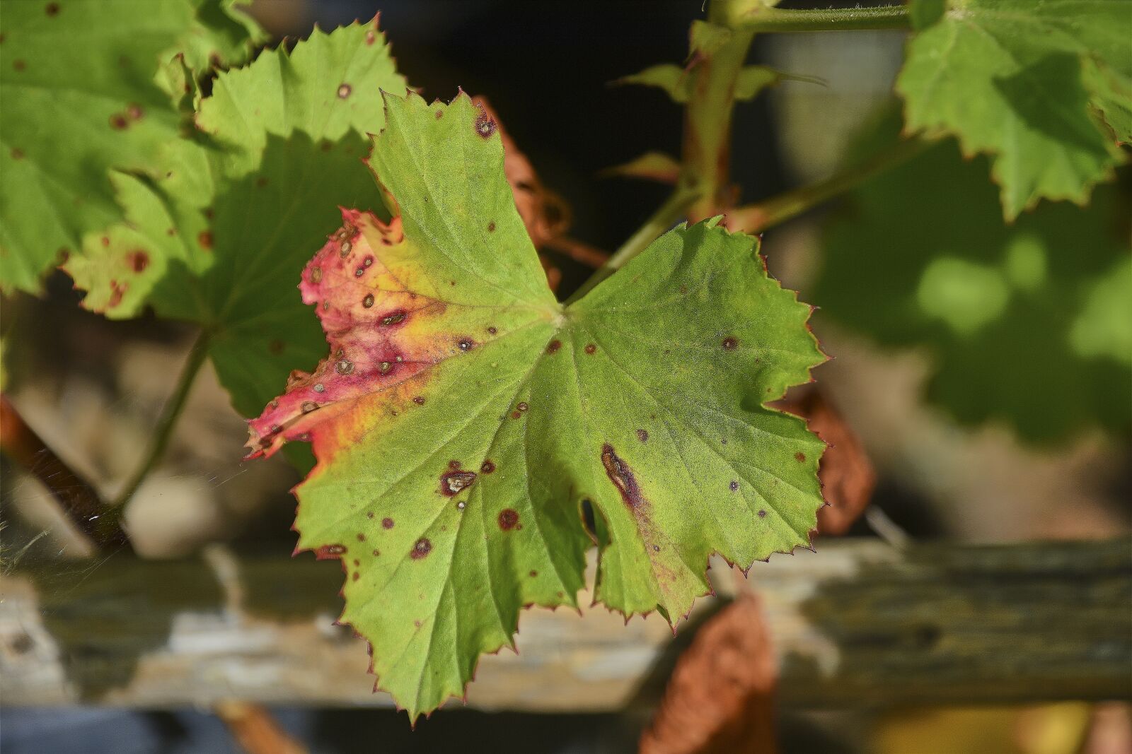 Nikon D7200 sample photo. Leaf, wild, plant photography