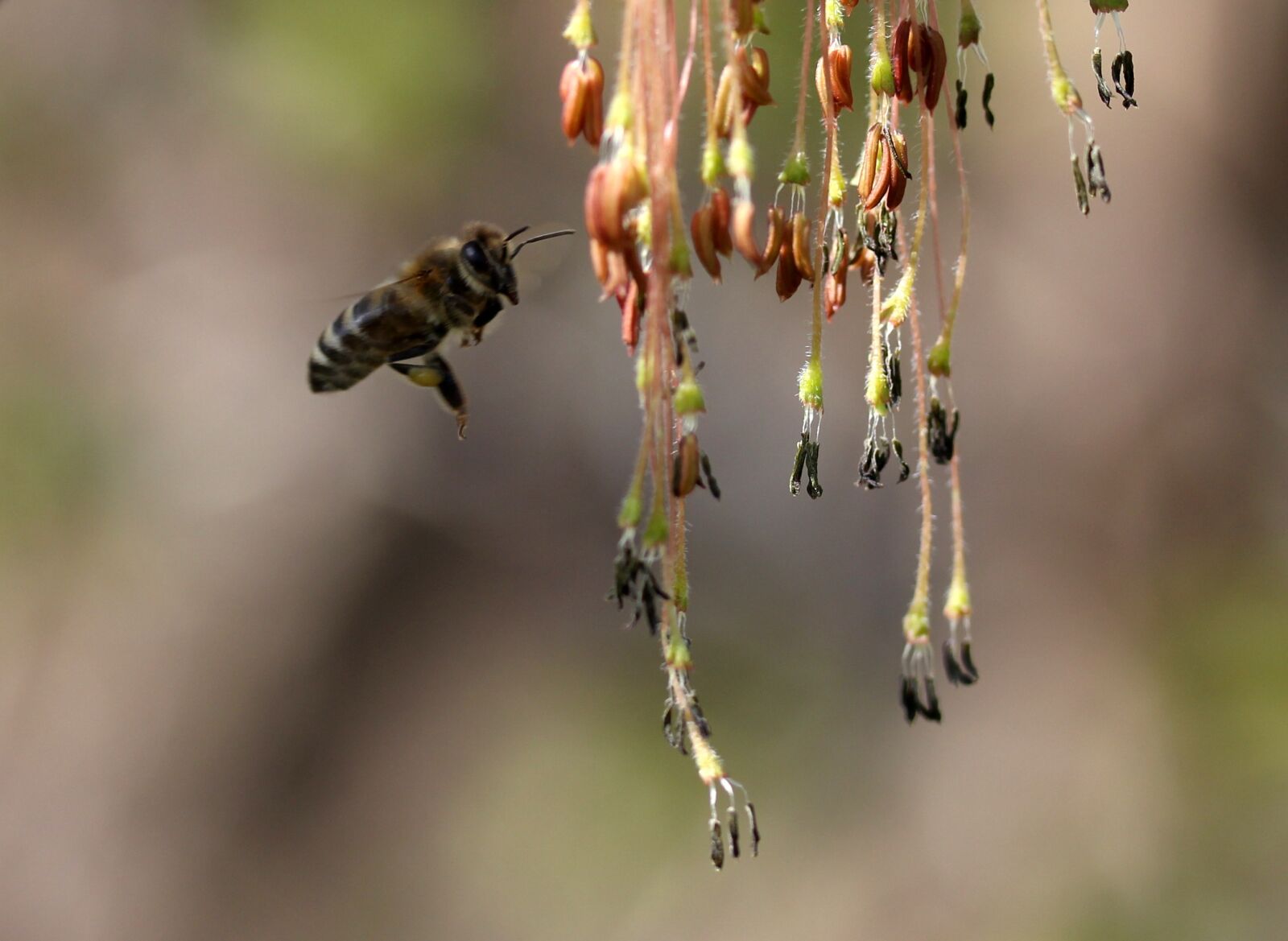 Canon EF-S 60mm F2.8 Macro USM sample photo. Bee, flight, pollination photography