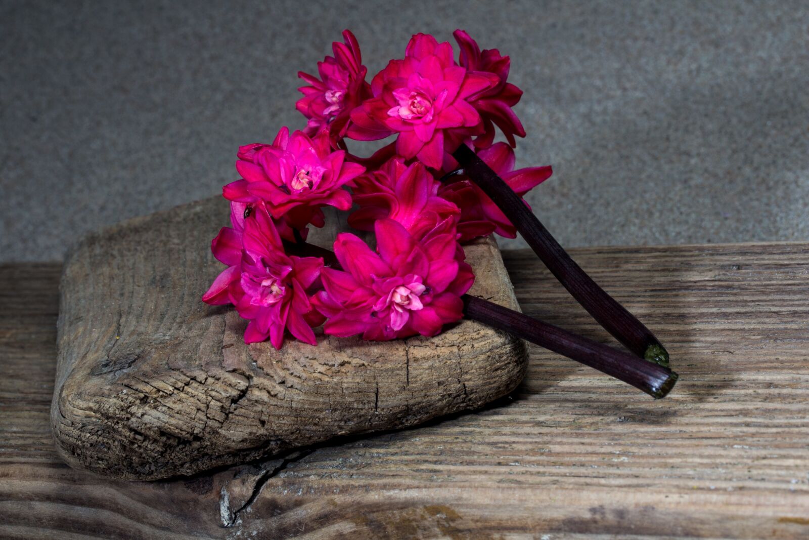Canon EF-S 60mm F2.8 Macro USM sample photo. Flower, hyacinth, still life photography