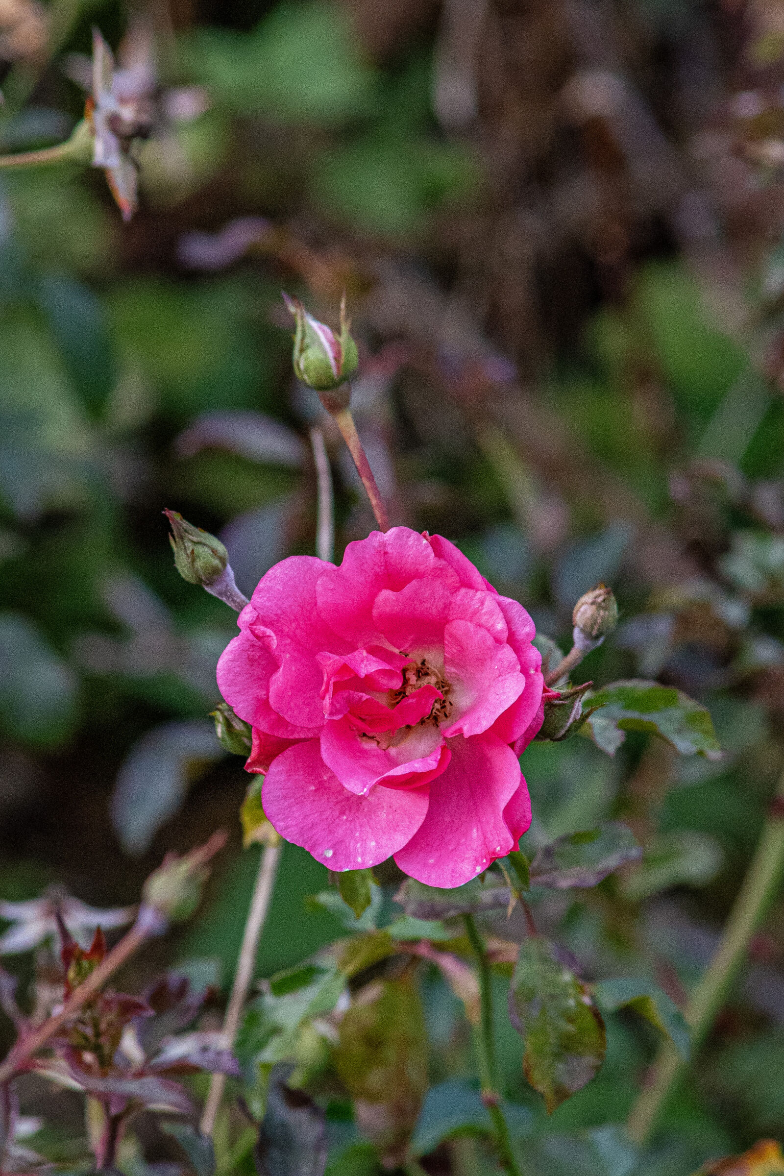 AF Zoom-Nikkor 70-210mm f/4 sample photo