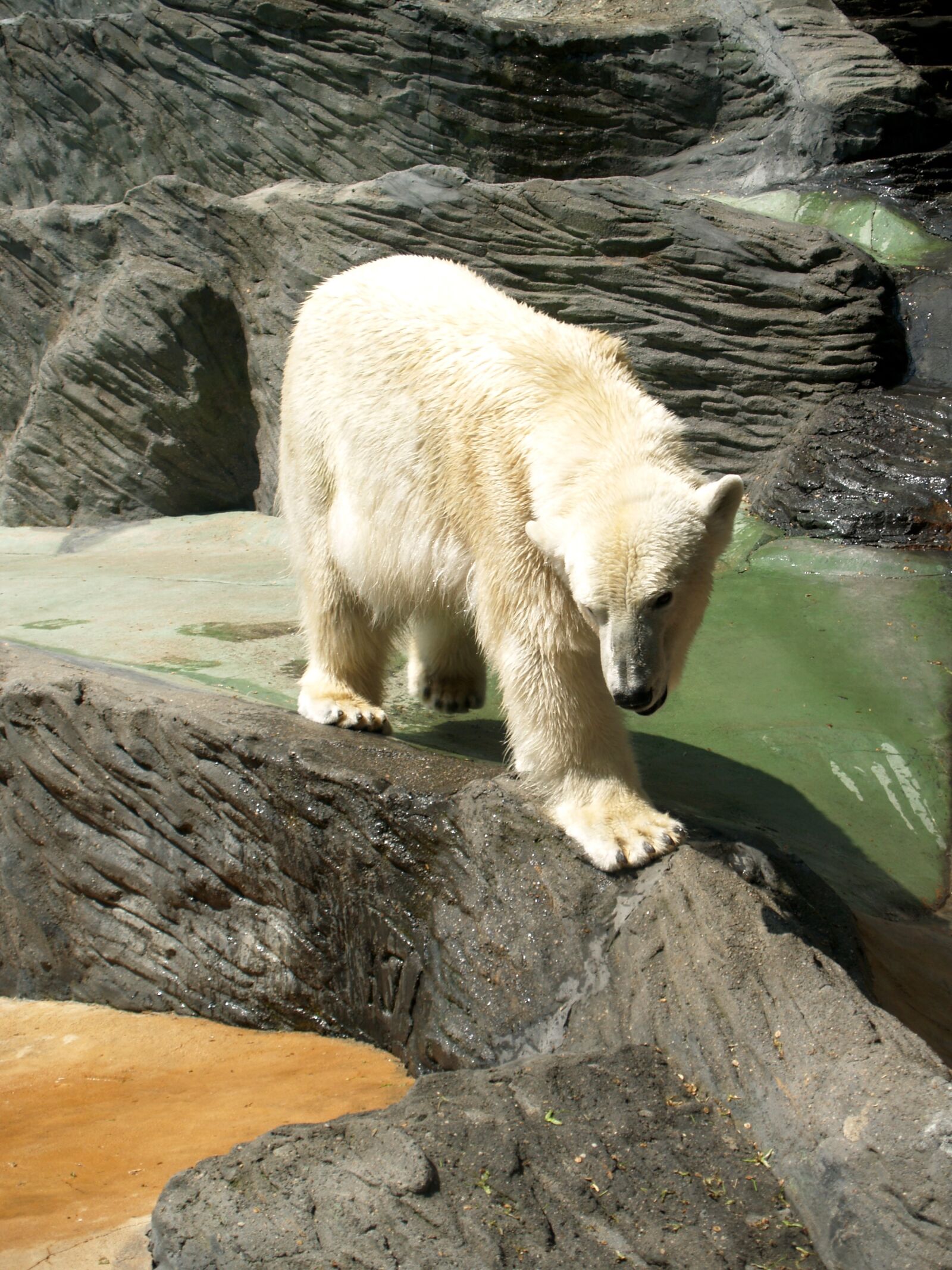Olympus E-500 (EVOLT E-500) sample photo. Polar bear, animal, beast photography