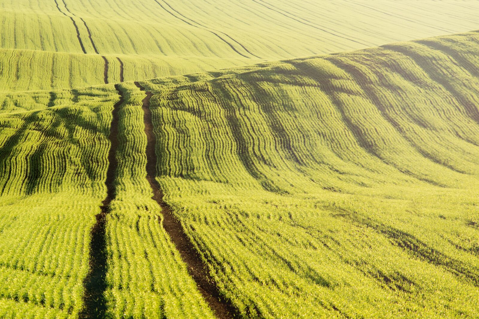 Nikon D610 sample photo. Field, grain, wavy photography