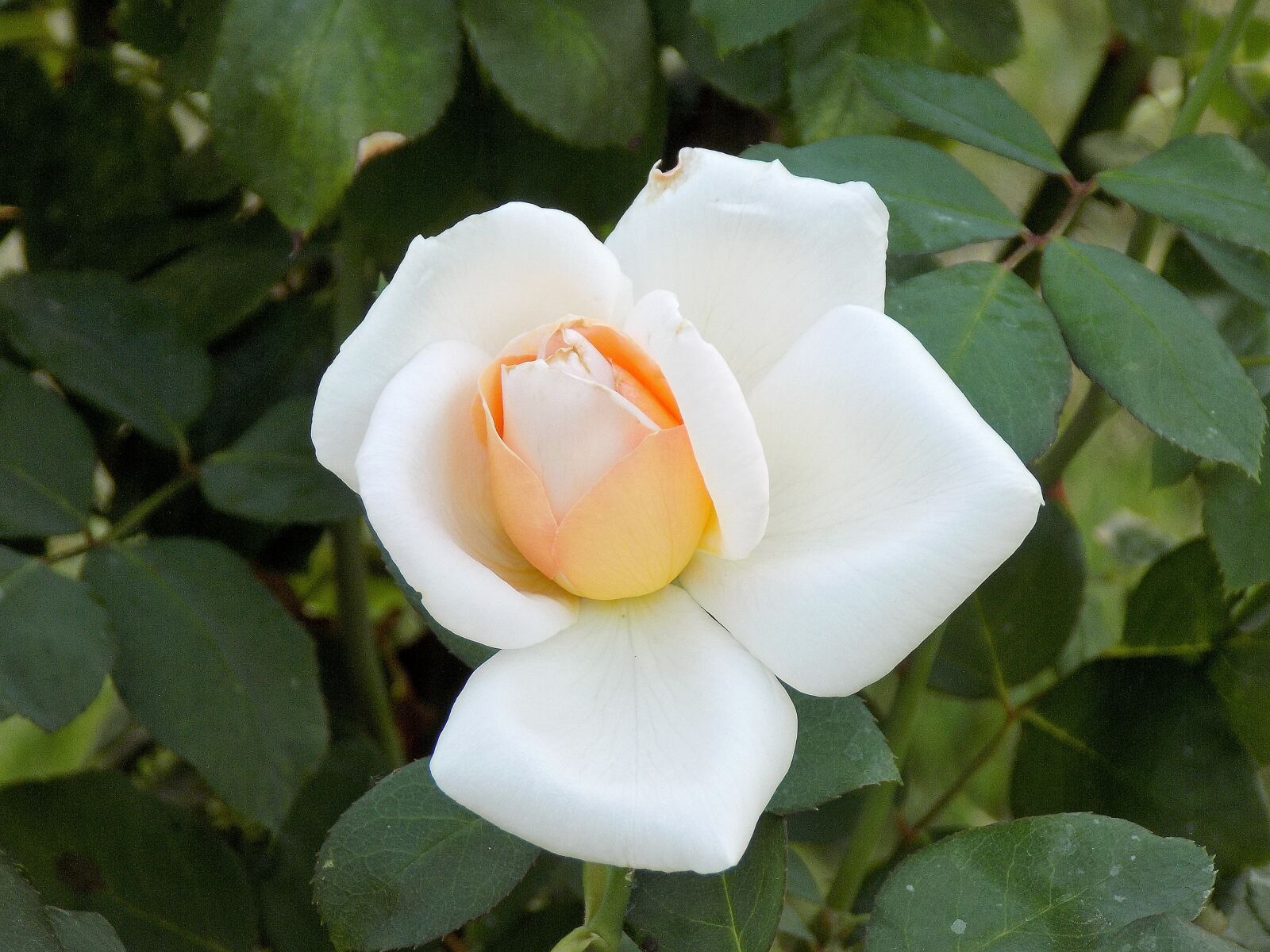 Nikon COOLPIX L330 sample photo. Rose, flower, plant photography