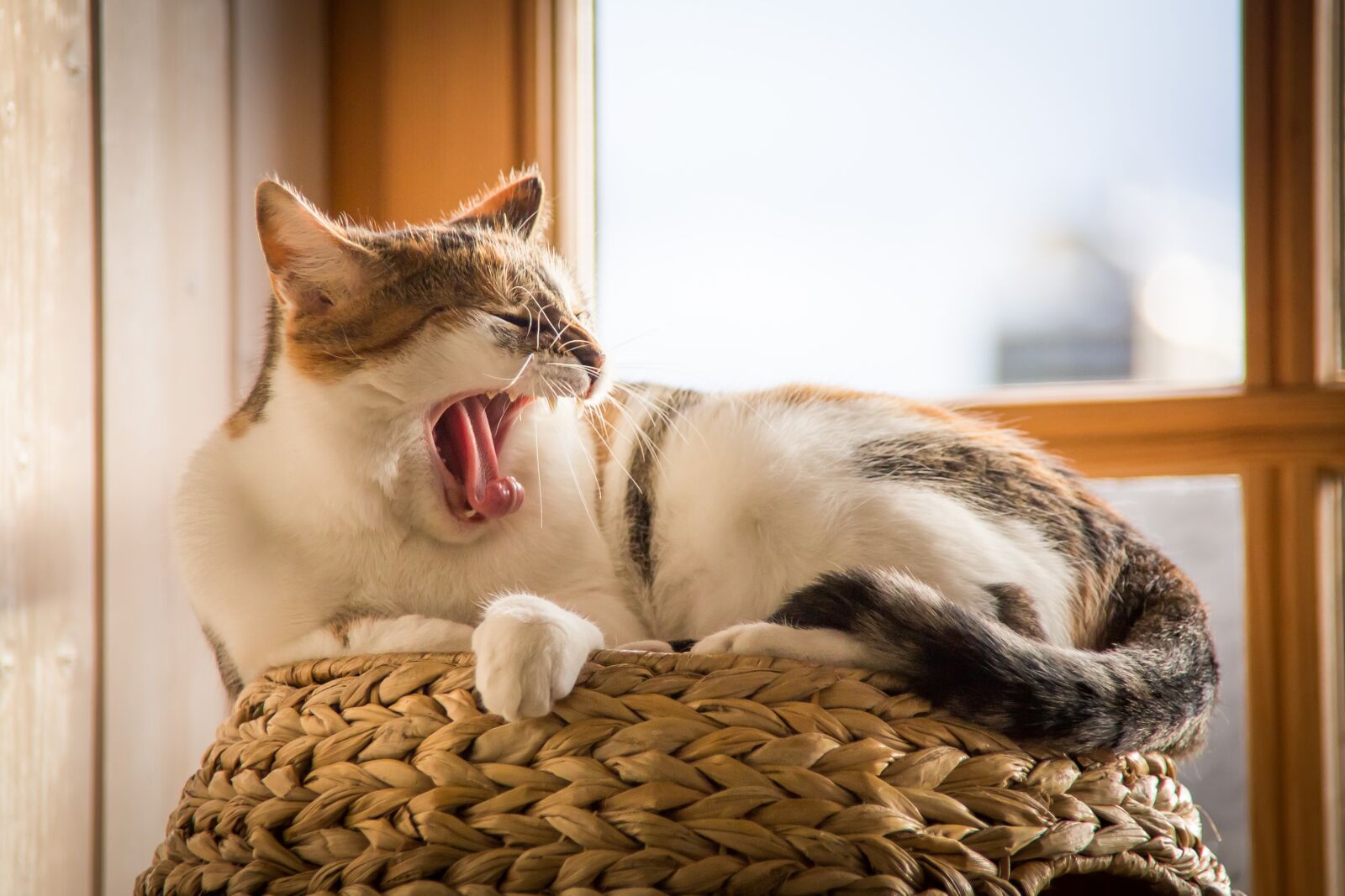 Canon EOS 5D Mark III sample photo. Cute, animal, pet photography