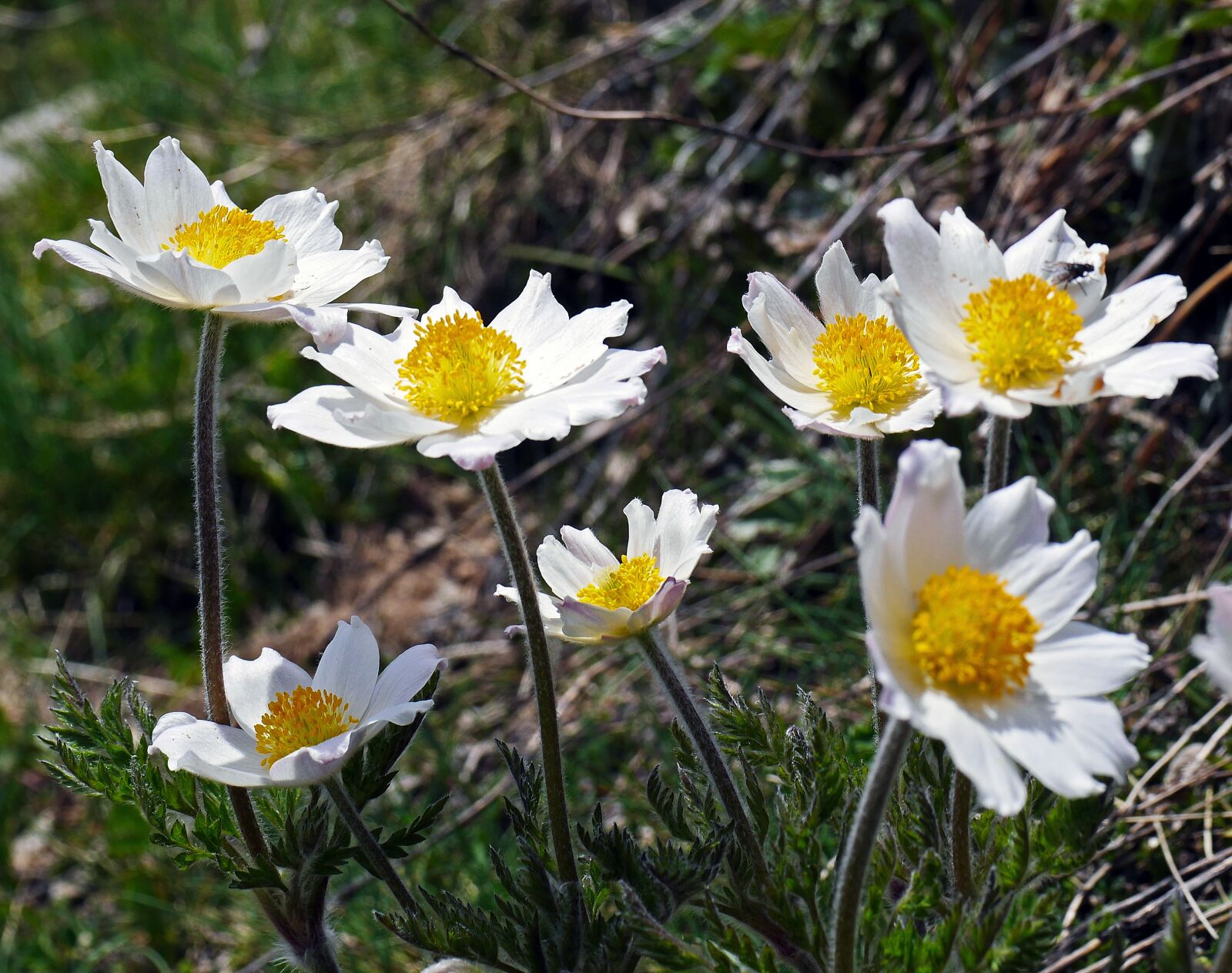 Panasonic Lumix DMC-GH3 sample photo. Alpine anemone, alpenkuhschelle, maritime photography