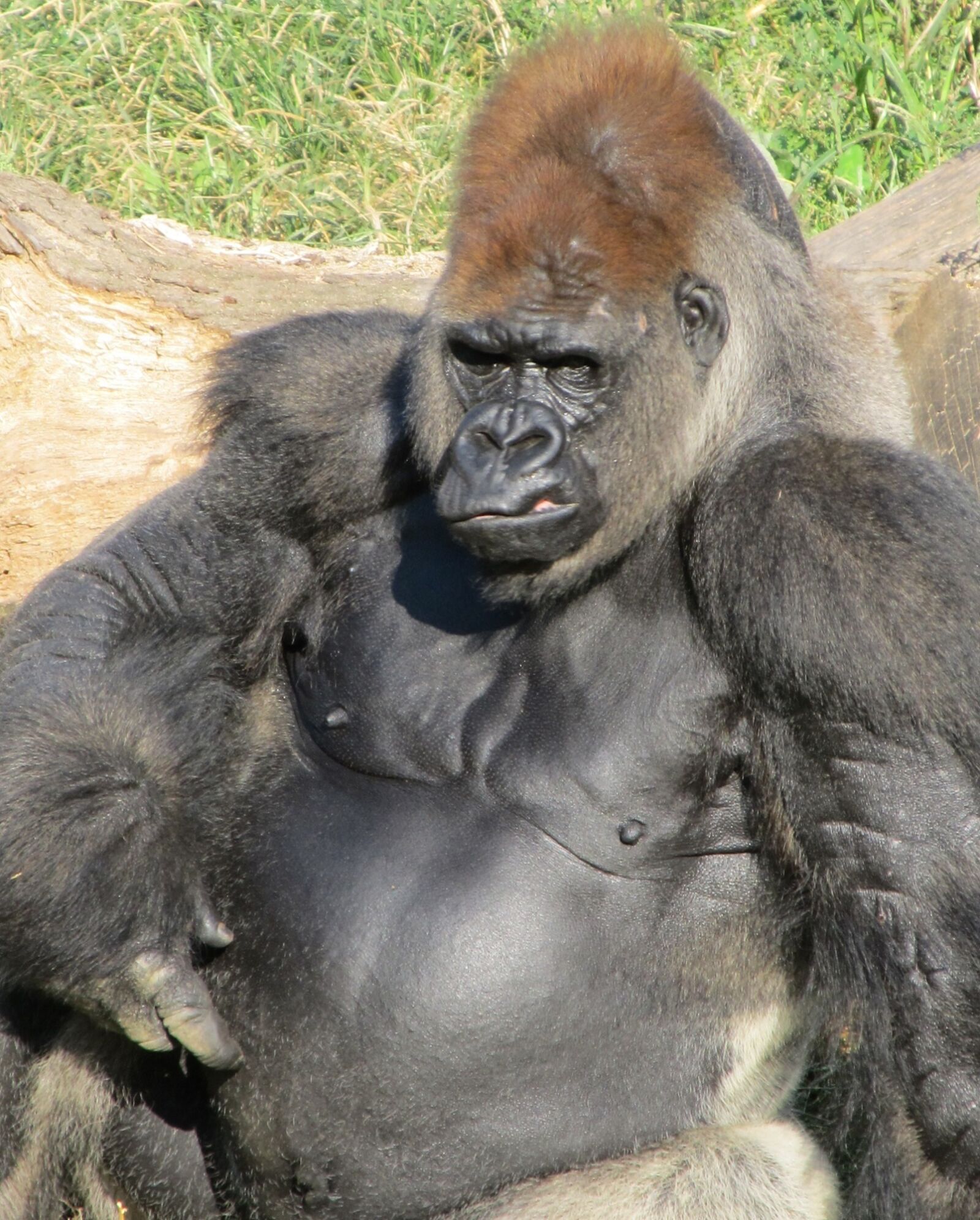 Canon PowerShot SX130 IS sample photo. Gorilla, ape, primate photography