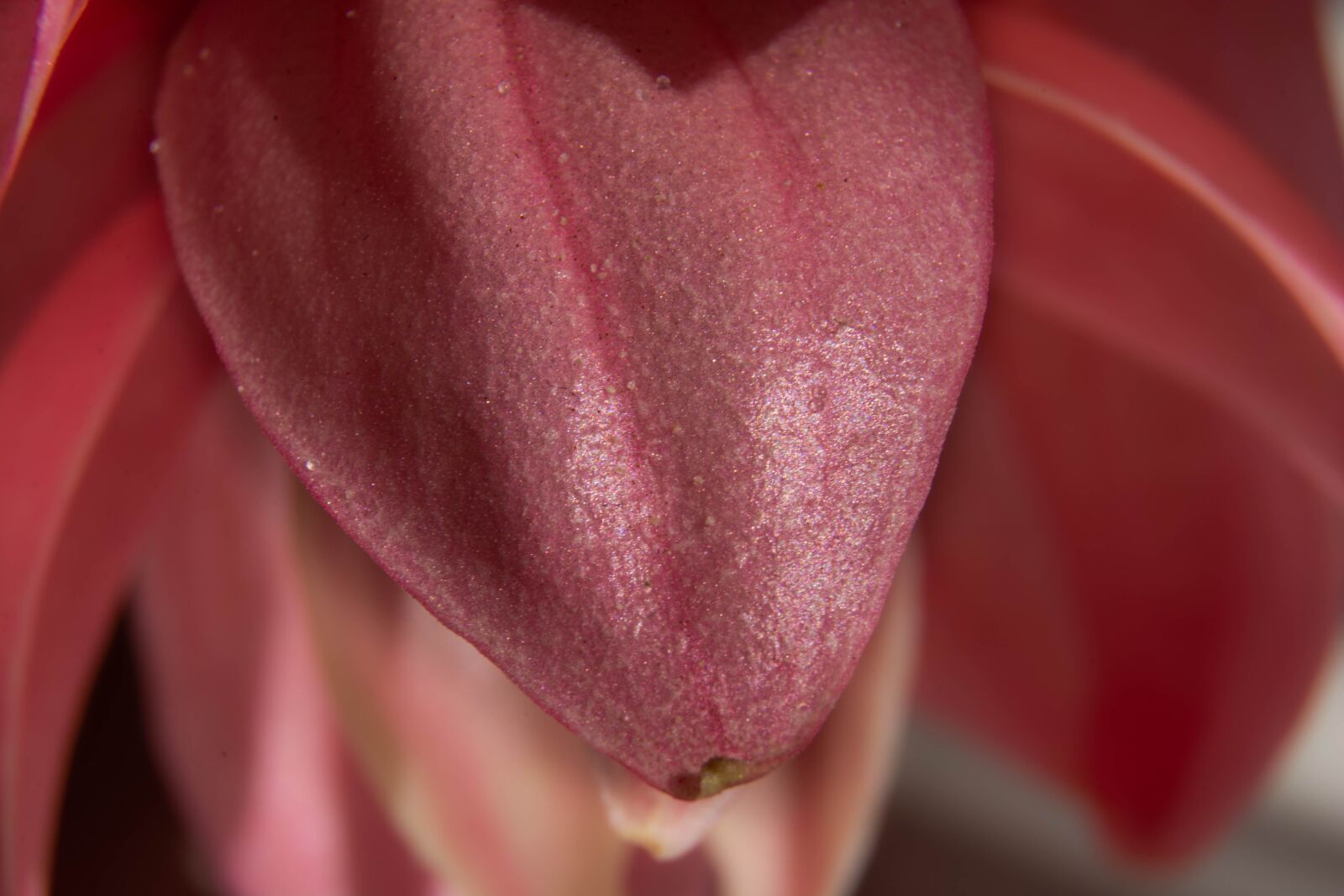 Nikon D7100 sample photo. Flower, petals, pink photography