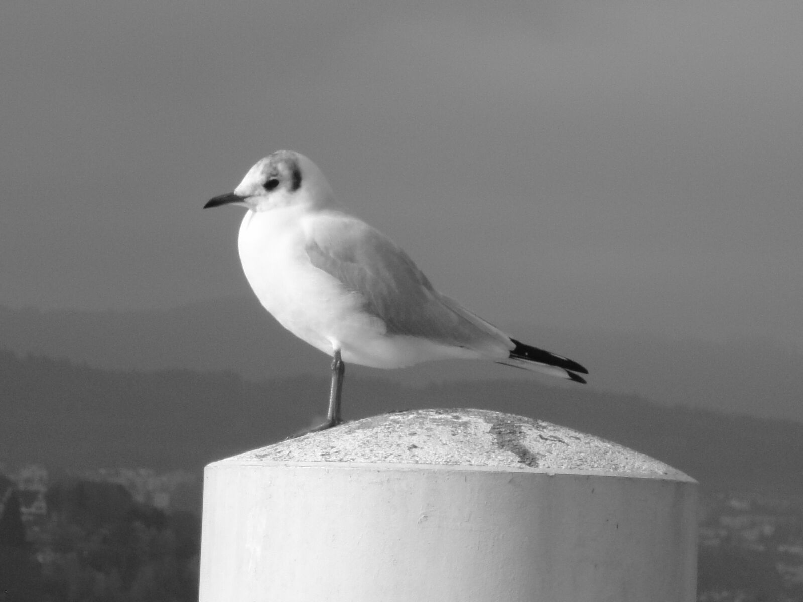 Sony Cyber-shot DSC-W290 sample photo. Seagull, bird, white photography