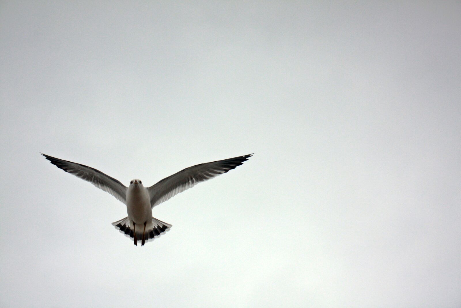Canon EOS 450D (EOS Rebel XSi / EOS Kiss X2) sample photo. Seagull, white, new photography