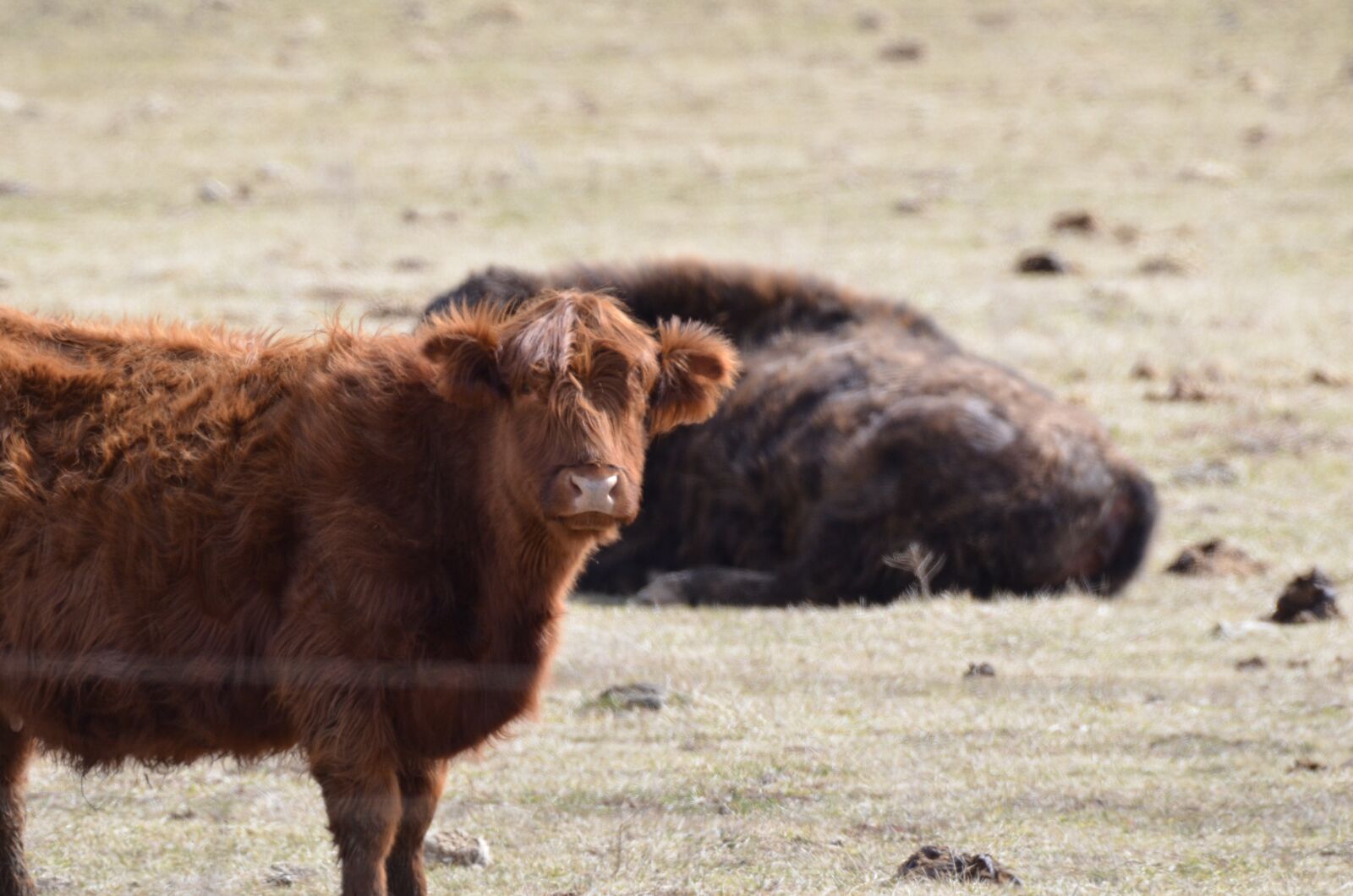Nikon D7000 sample photo. Cow, farm, animal photography
