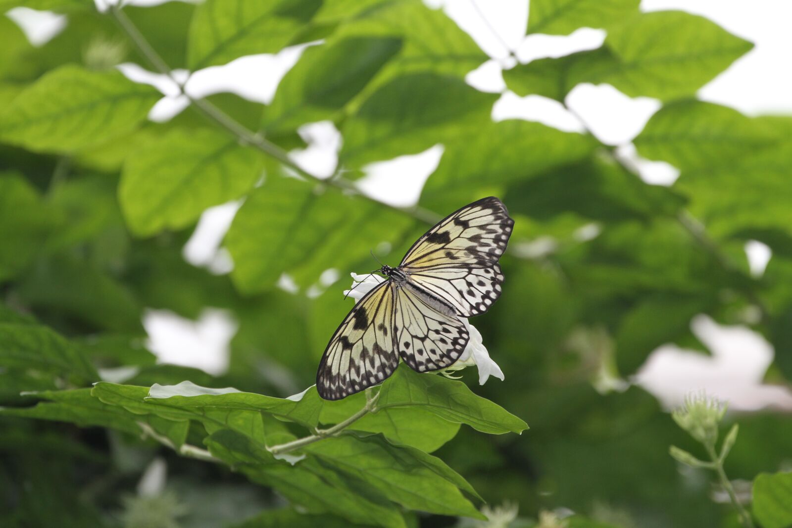 Canon EOS 7D sample photo. Butterfly, leaves, nature photography