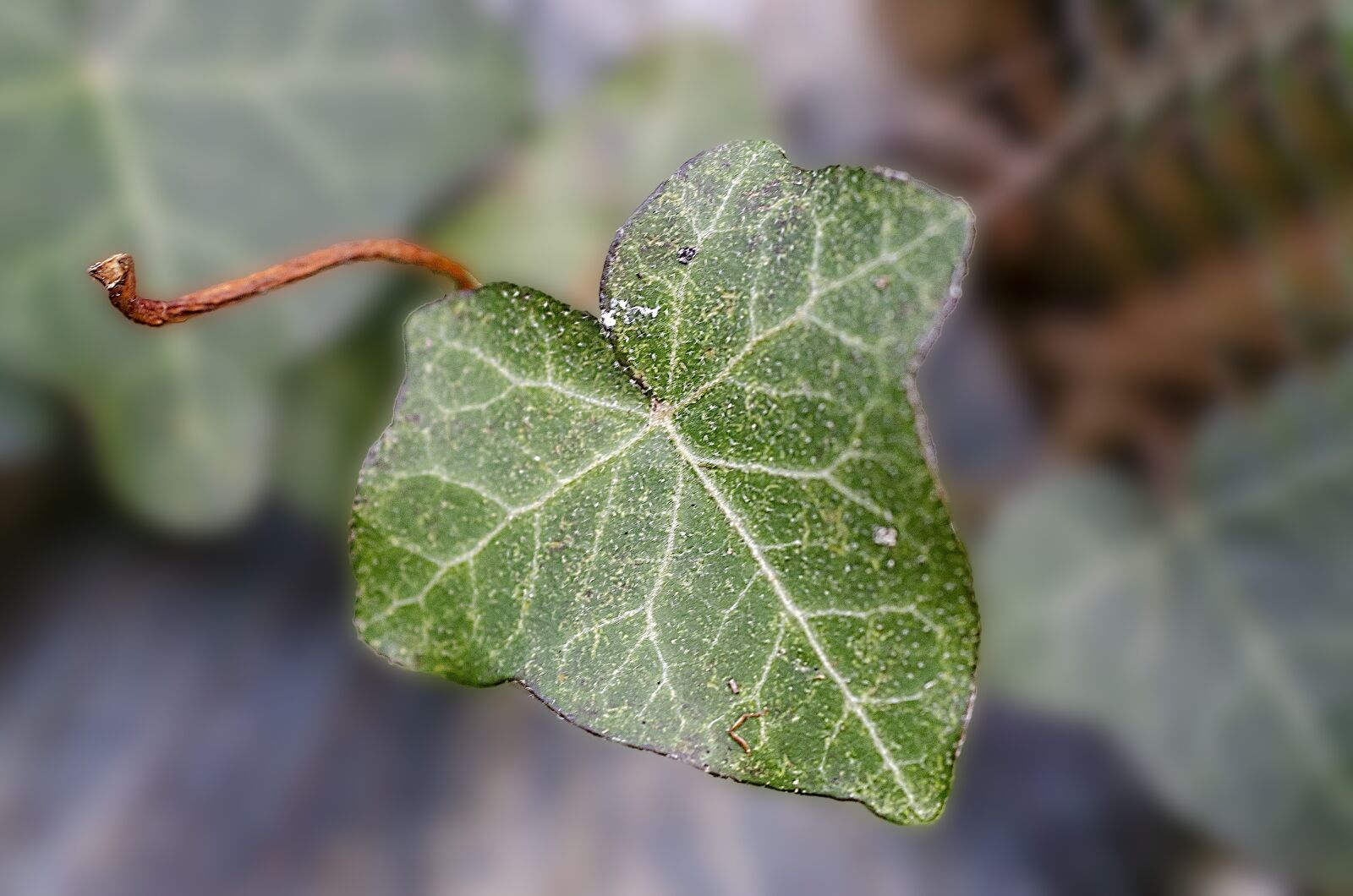 Nikon D7000 sample photo. Ivy, leaf, macro photography