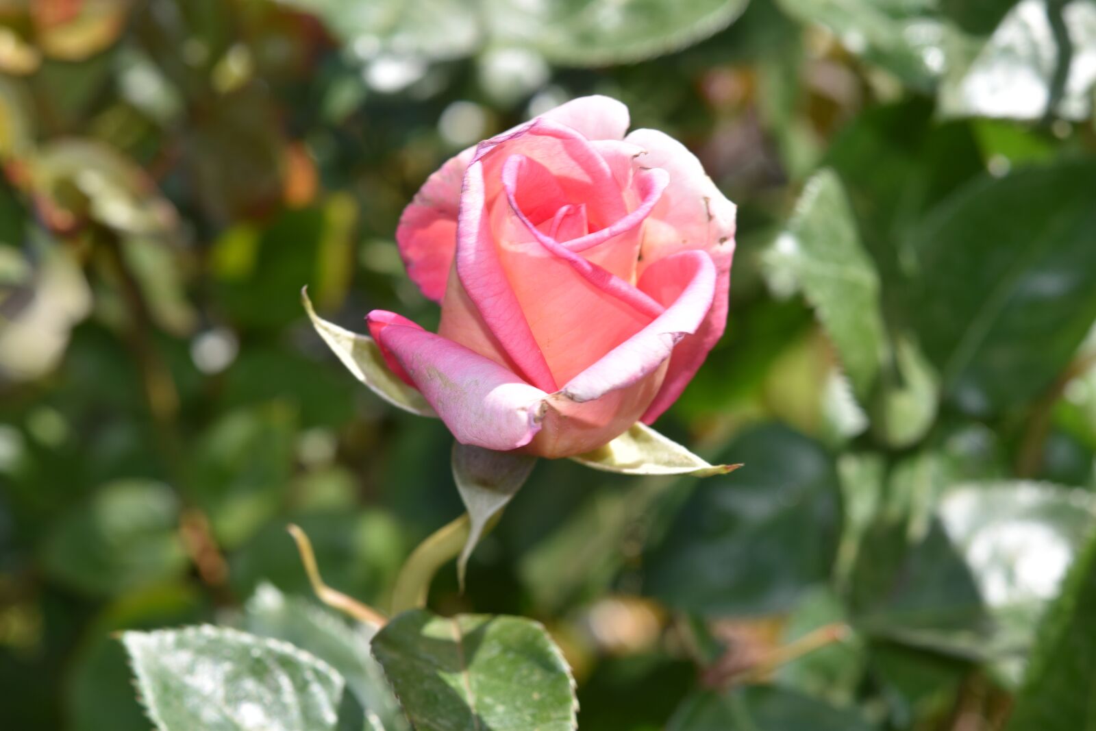 Nikon D5600 sample photo. Flower, pink, shrub photography