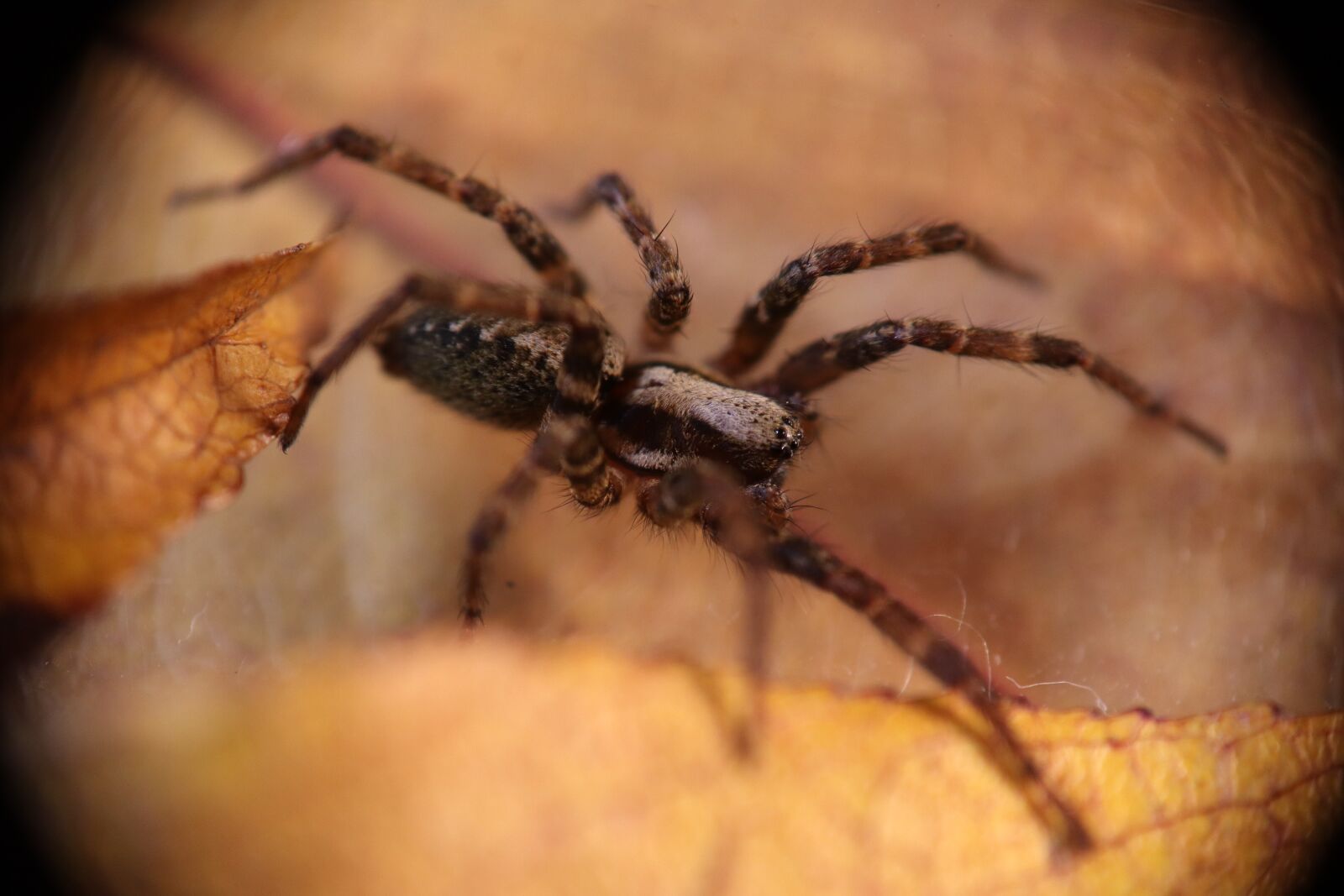Canon EF-M 15-45mm F3.5-6.3 IS STM sample photo. Spider, arachnid, agelenidae photography