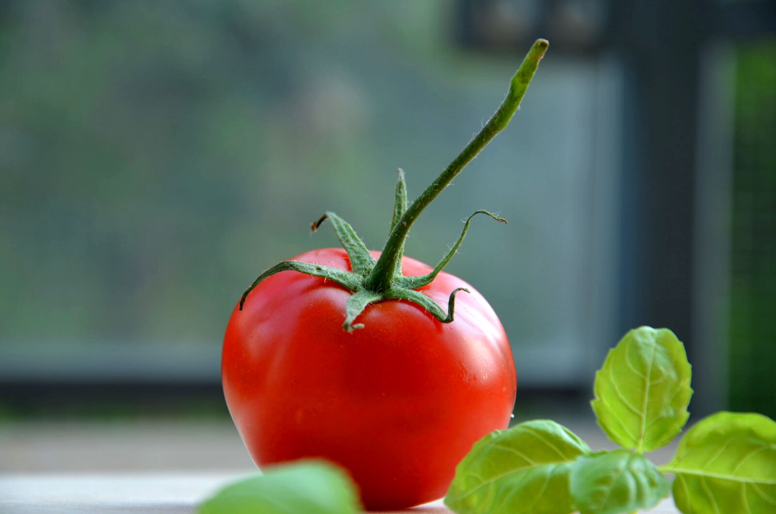 Nikon D5100 sample photo. Tomato, vegetable, basil photography