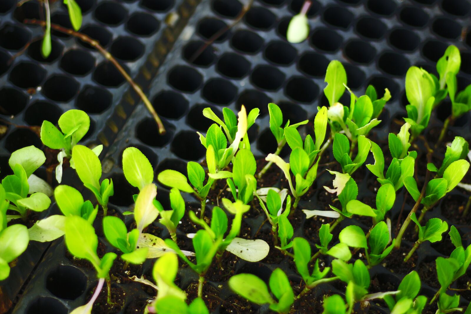 Canon EOS 700D (EOS Rebel T5i / EOS Kiss X7i) + Canon EF 50mm F1.8 STM sample photo. Seedlings for planting, changes photography
