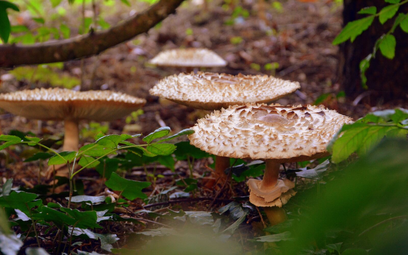 Nikon D7100 sample photo. Mushrooms, leaves, prato photography