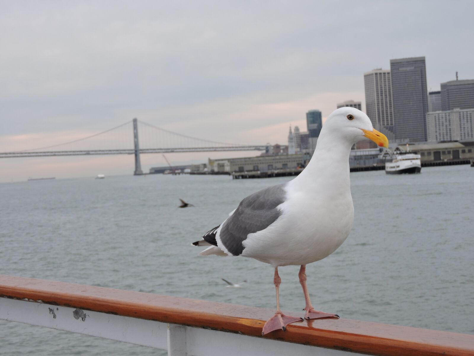 Nikon Coolpix P600 sample photo. Golden gate bridge, san photography