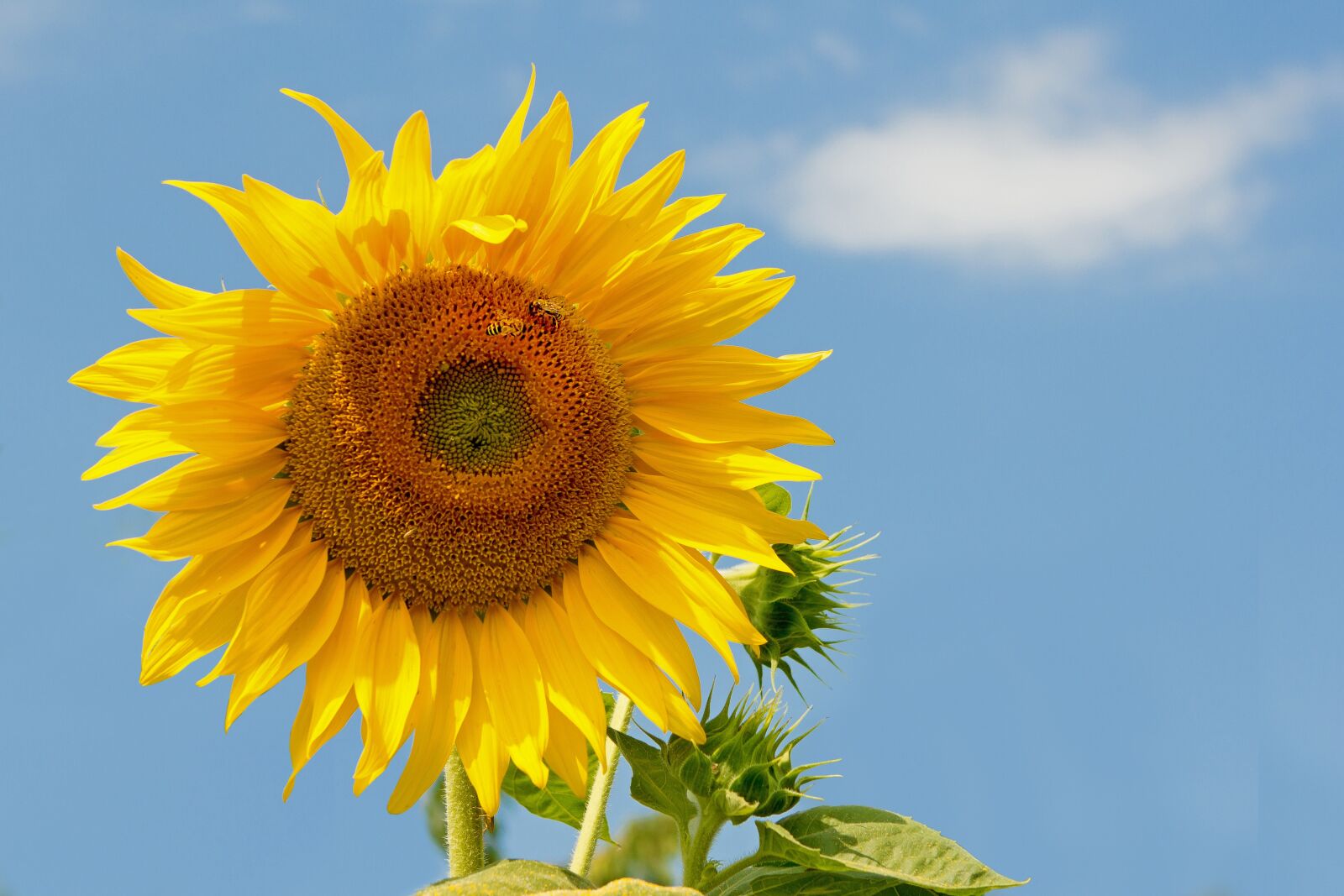 Canon EOS 60D + Canon EF 24-70mm F2.8L USM sample photo. Sunflower, summer, yellow photography