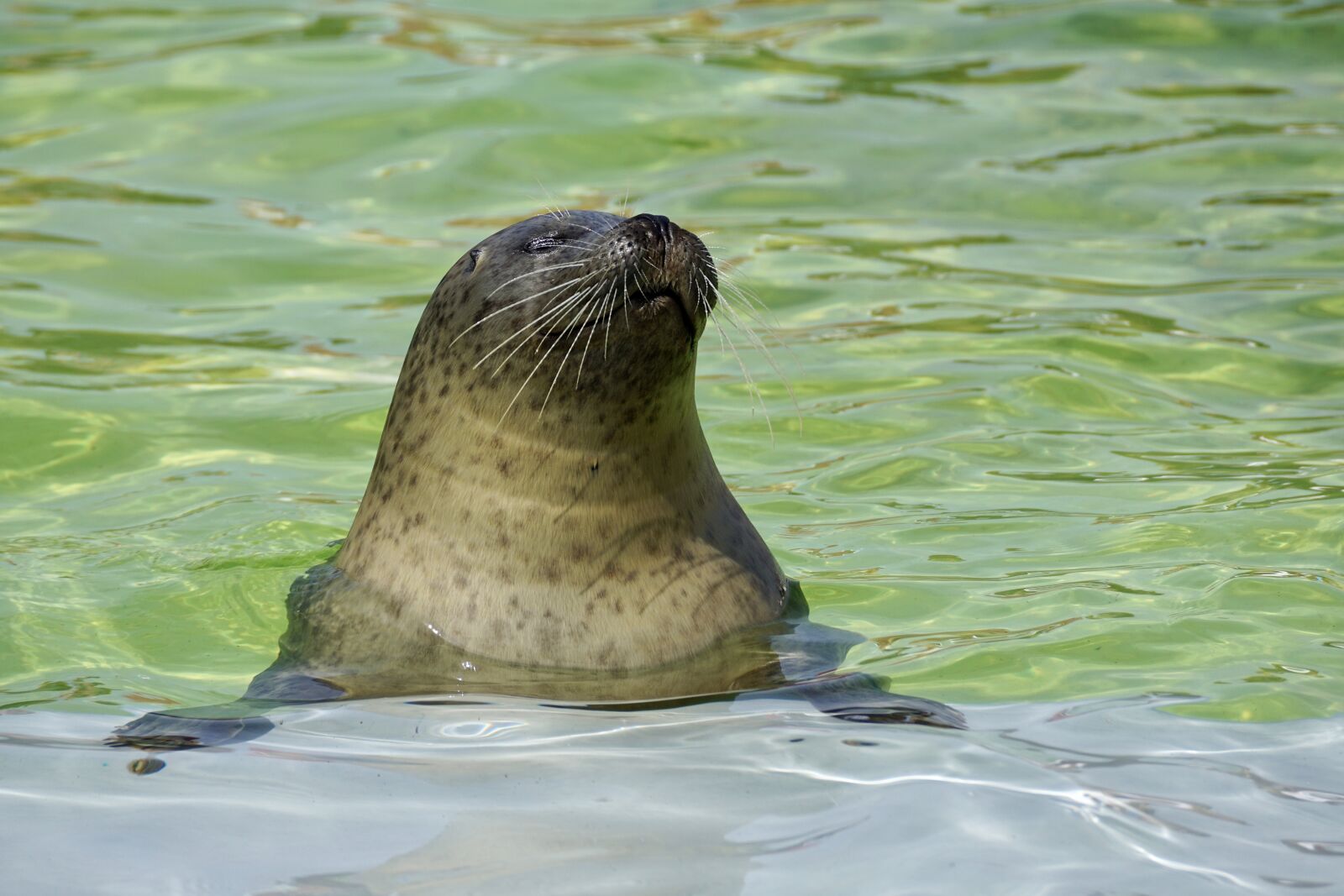 Sony DT 55-300mm F4.5-5.6 SAM sample photo. Seal, aquarium, water photography