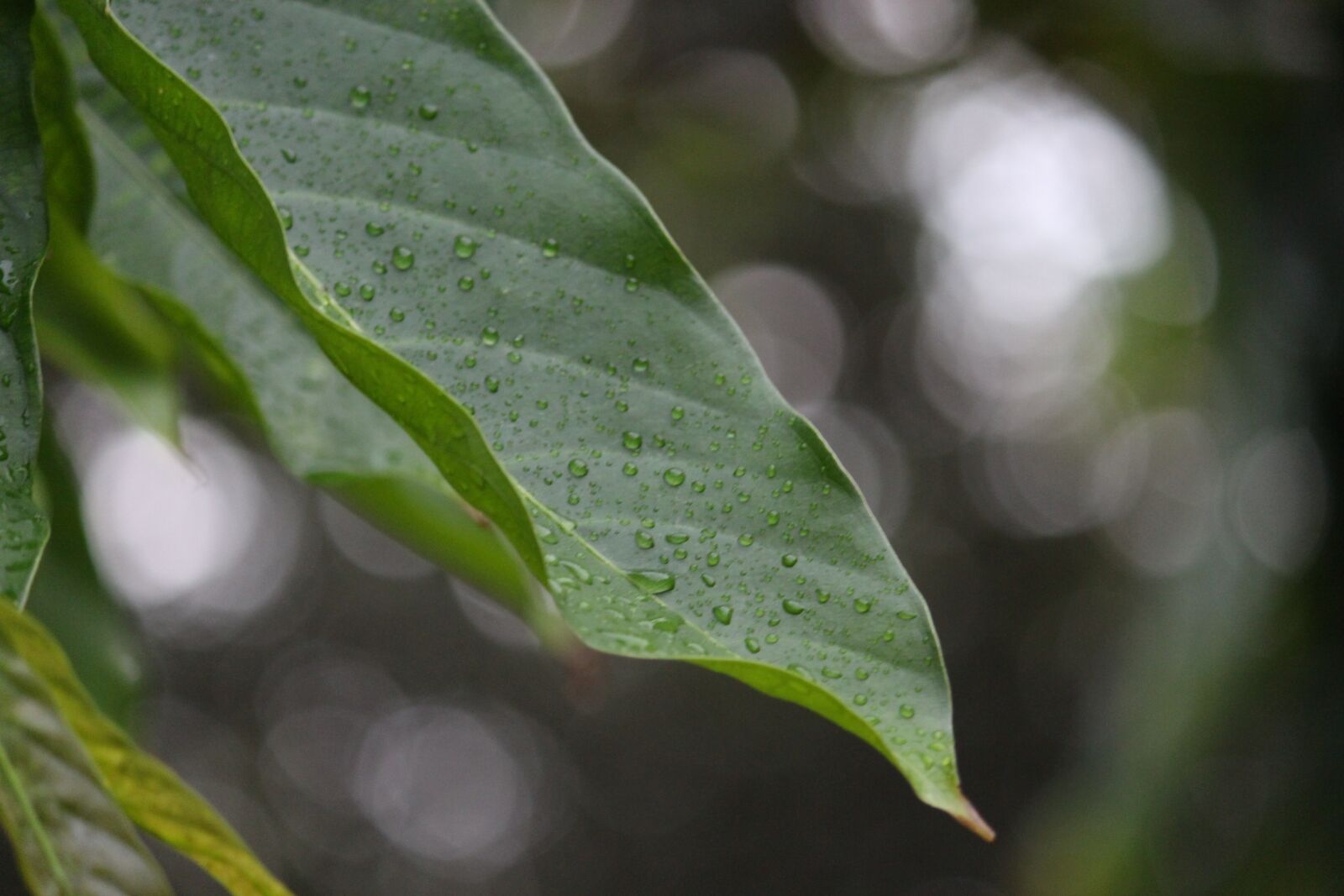 Canon EOS 700D (EOS Rebel T5i / EOS Kiss X7i) sample photo. Leaf, rain, drops photography