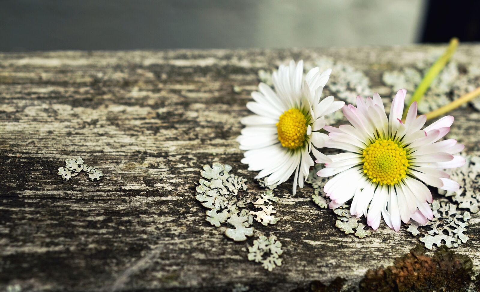 Nikon D5100 sample photo. Daisy, flower, petal, pollen photography