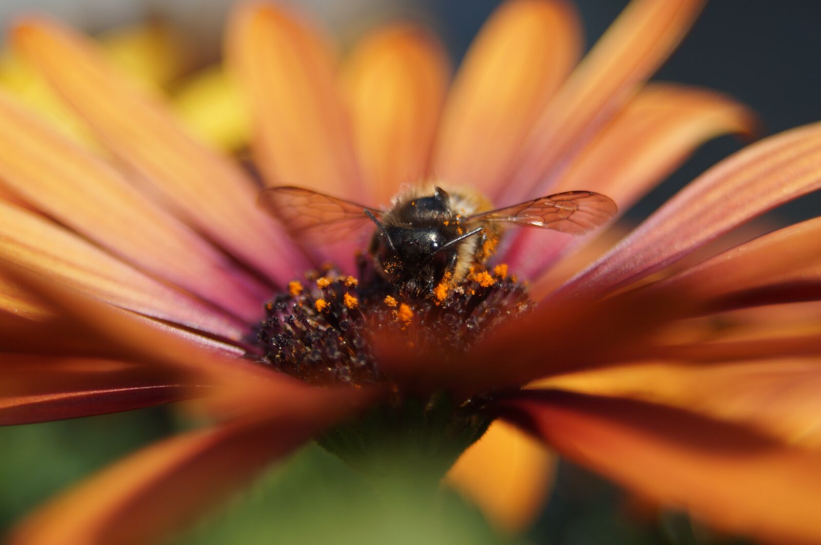 Sony SLT-A57 sample photo. Bee, flower, spanish marguerite photography